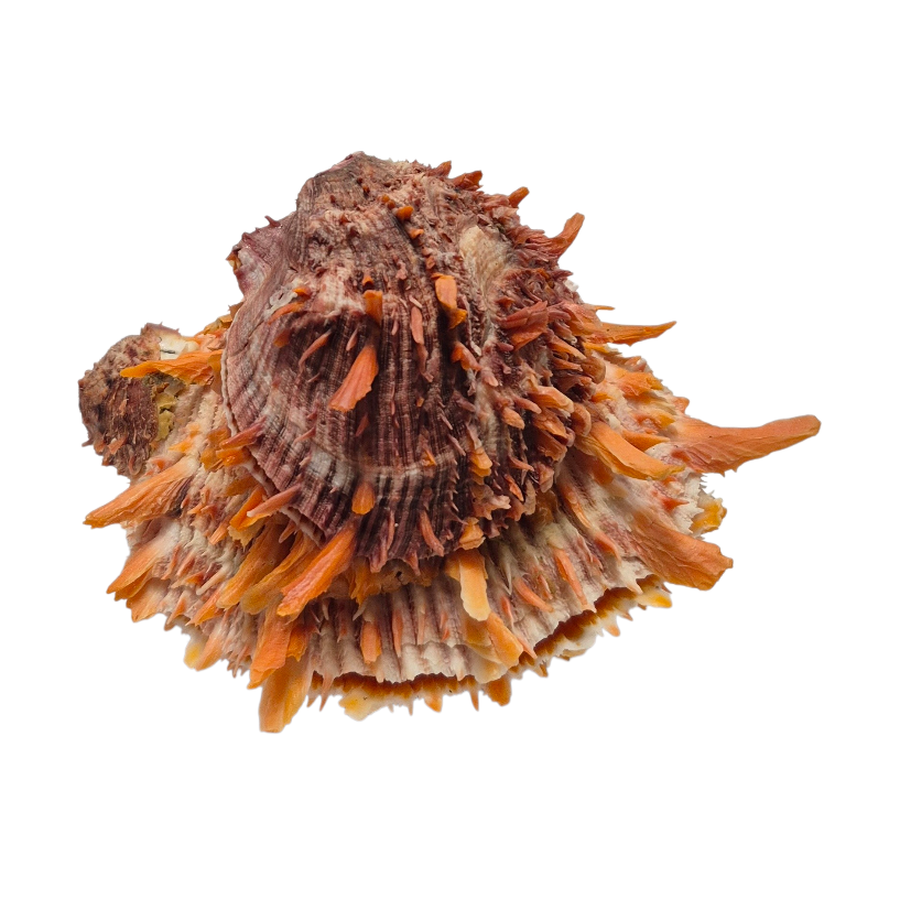 BC382 Spondylus princeps - NATURAL CLUSTER
