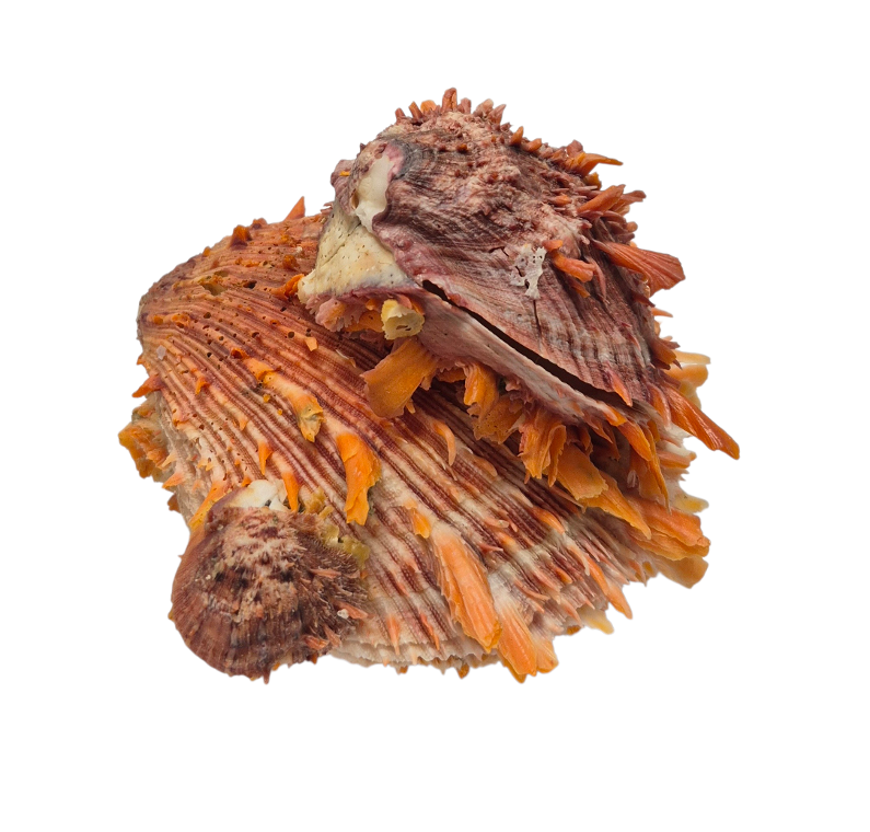 BC382 Spondylus princeps - NATURAL CLUSTER - Image 2