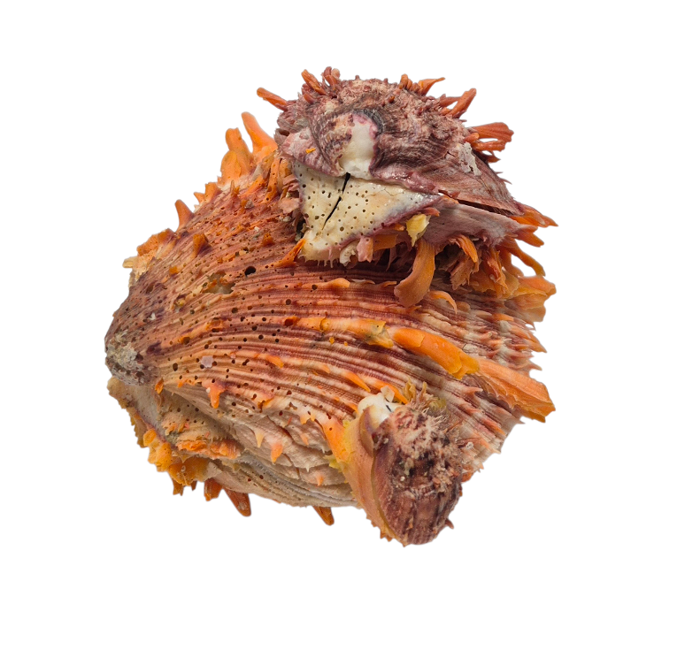 BC382 Spondylus princeps - NATURAL CLUSTER - Image 3