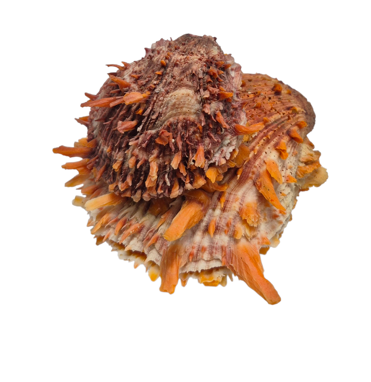 BC382 Spondylus princeps - NATURAL CLUSTER - Image 4