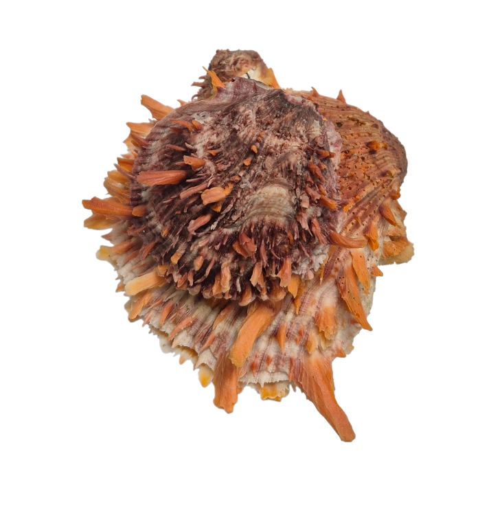 BC382 Spondylus princeps - NATURAL CLUSTER - Image 5