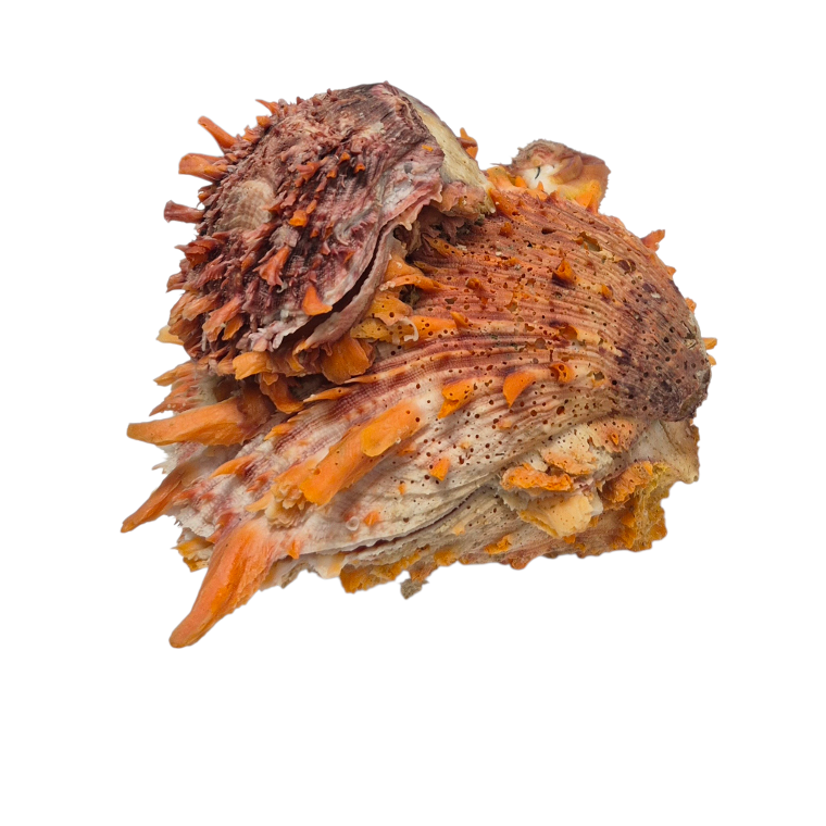 BC382 Spondylus princeps - NATURAL CLUSTER - Image 6