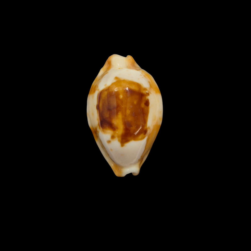 BC374 Bistolida stolida f. crossei