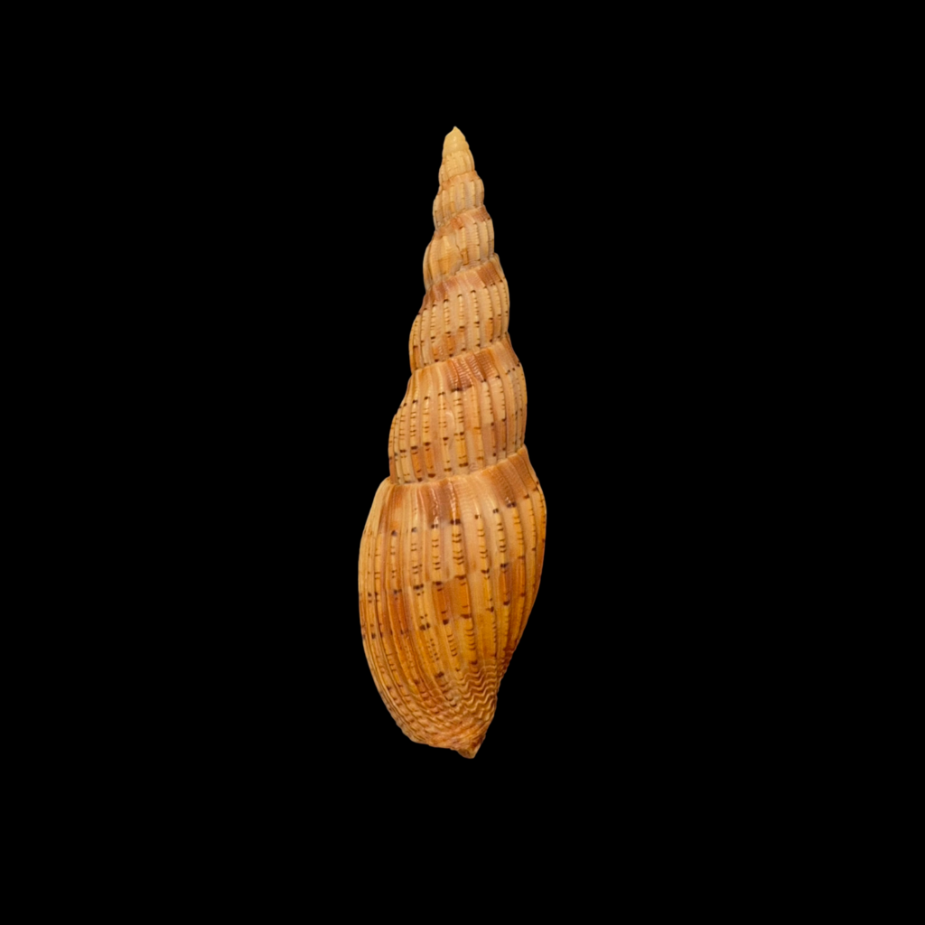 BC394 Lyria lyraeformis