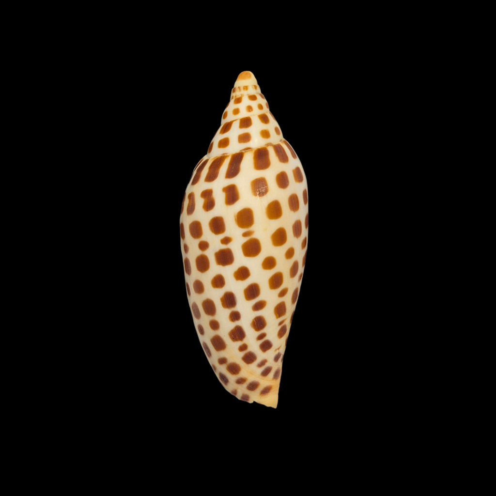 BC051 Scaphella junonia f. mercedesae