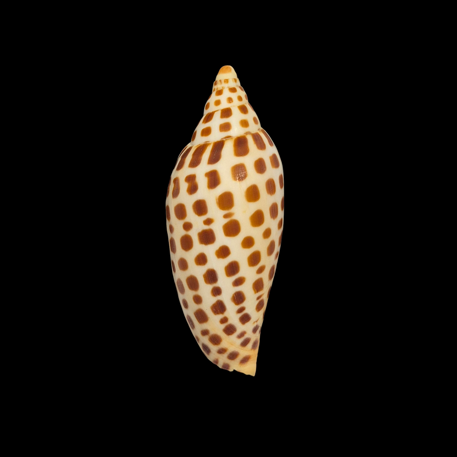 BC051 Scaphella junonia f. mercedesae