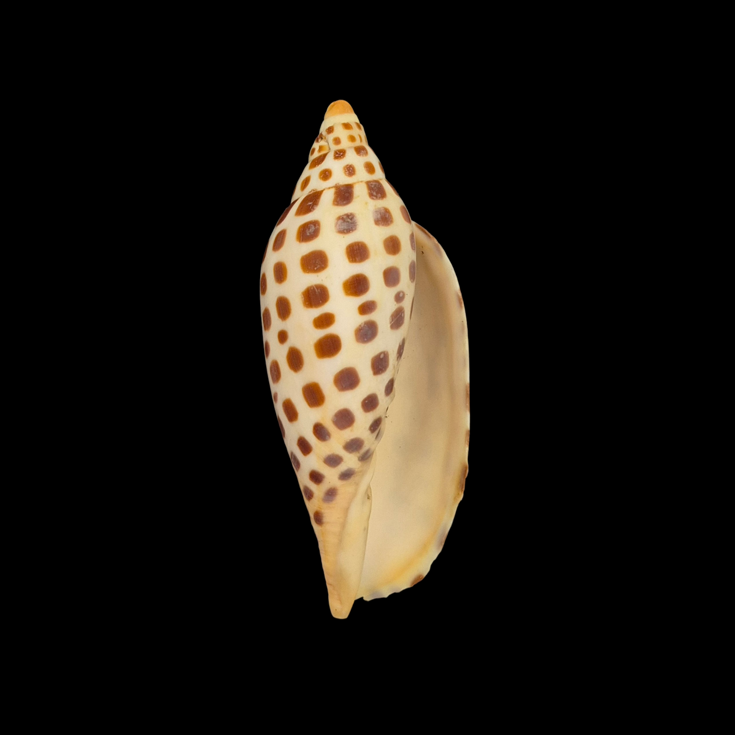 BC051 Scaphella junonia f. mercedesae - Image 2