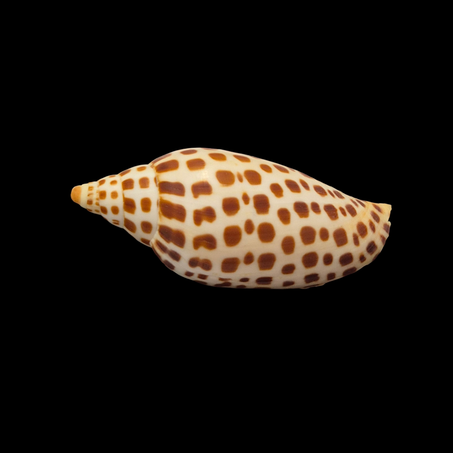 BC051 Scaphella junonia f. mercedesae - Image 3
