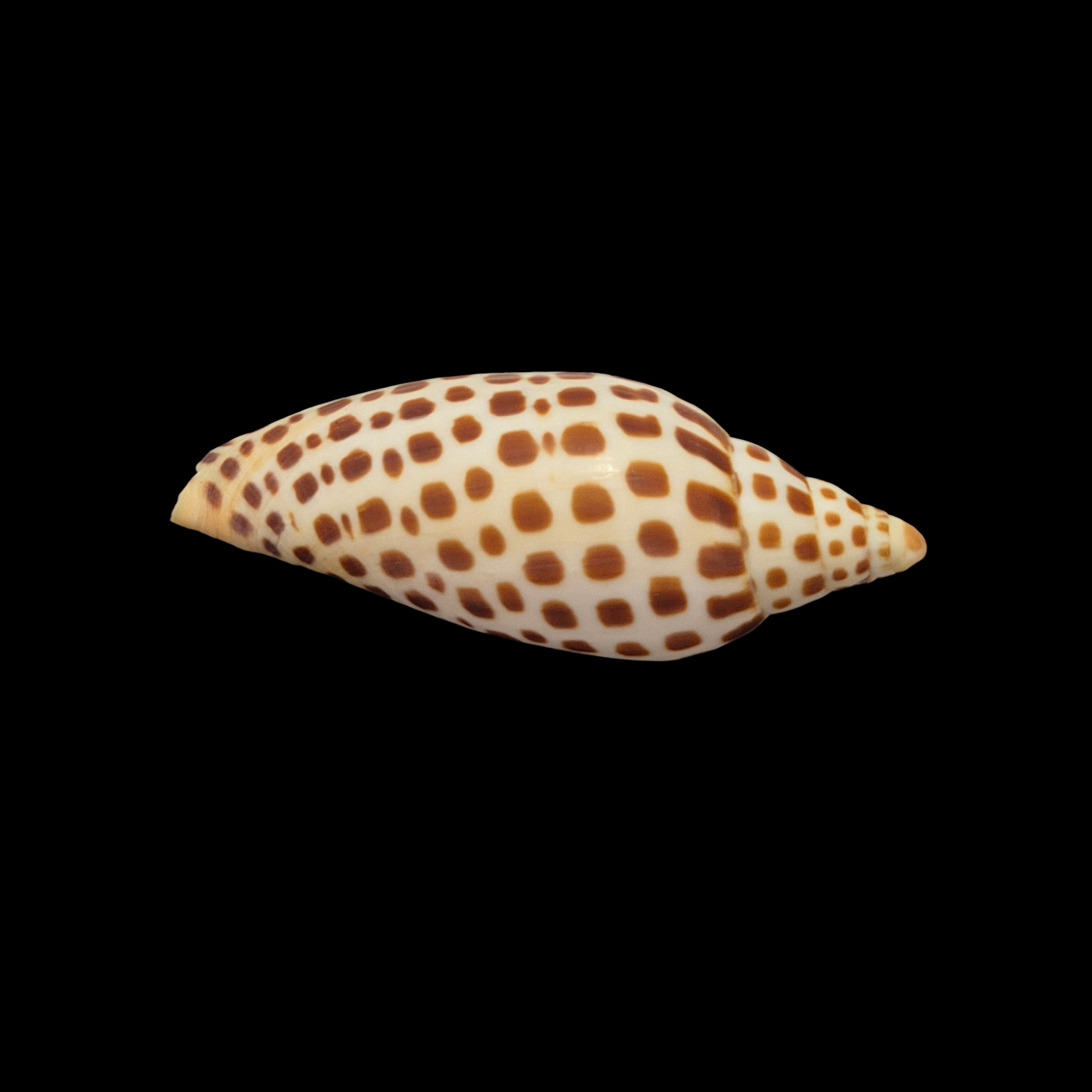 BC051 Scaphella junonia f. mercedesae - Image 4