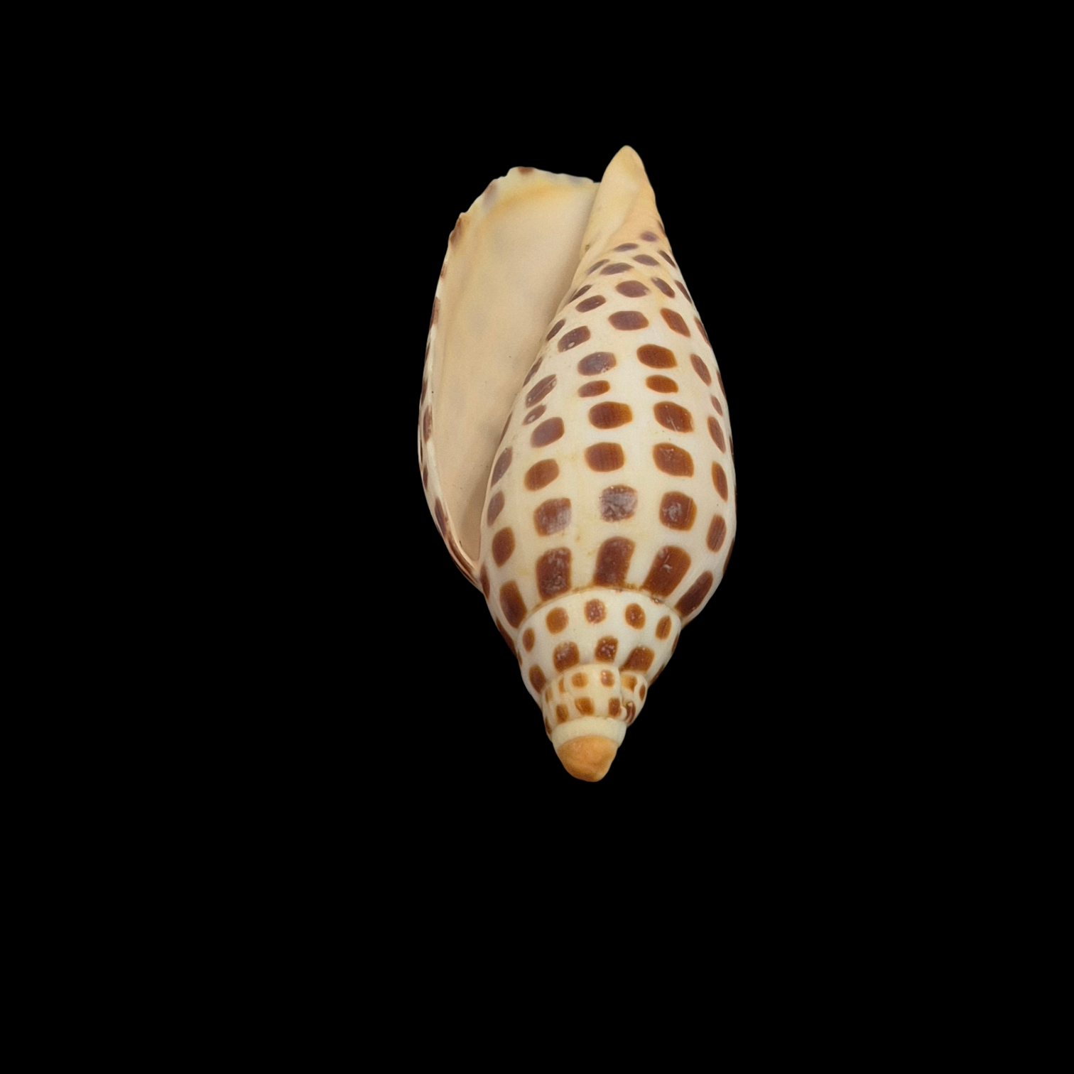 BC051 Scaphella junonia f. mercedesae - Image 5