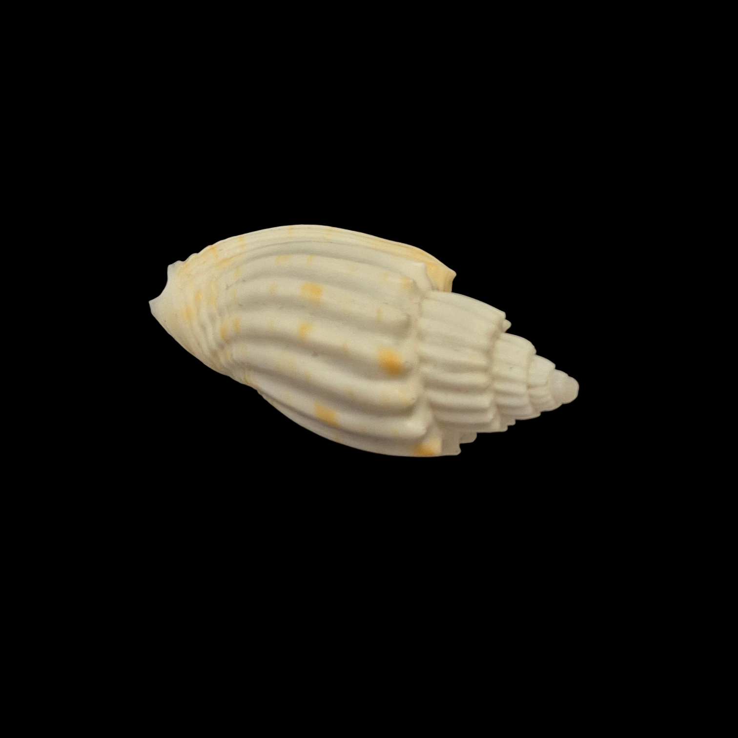 BC393 Lyria anna - RARELY OFFERED - Image 4