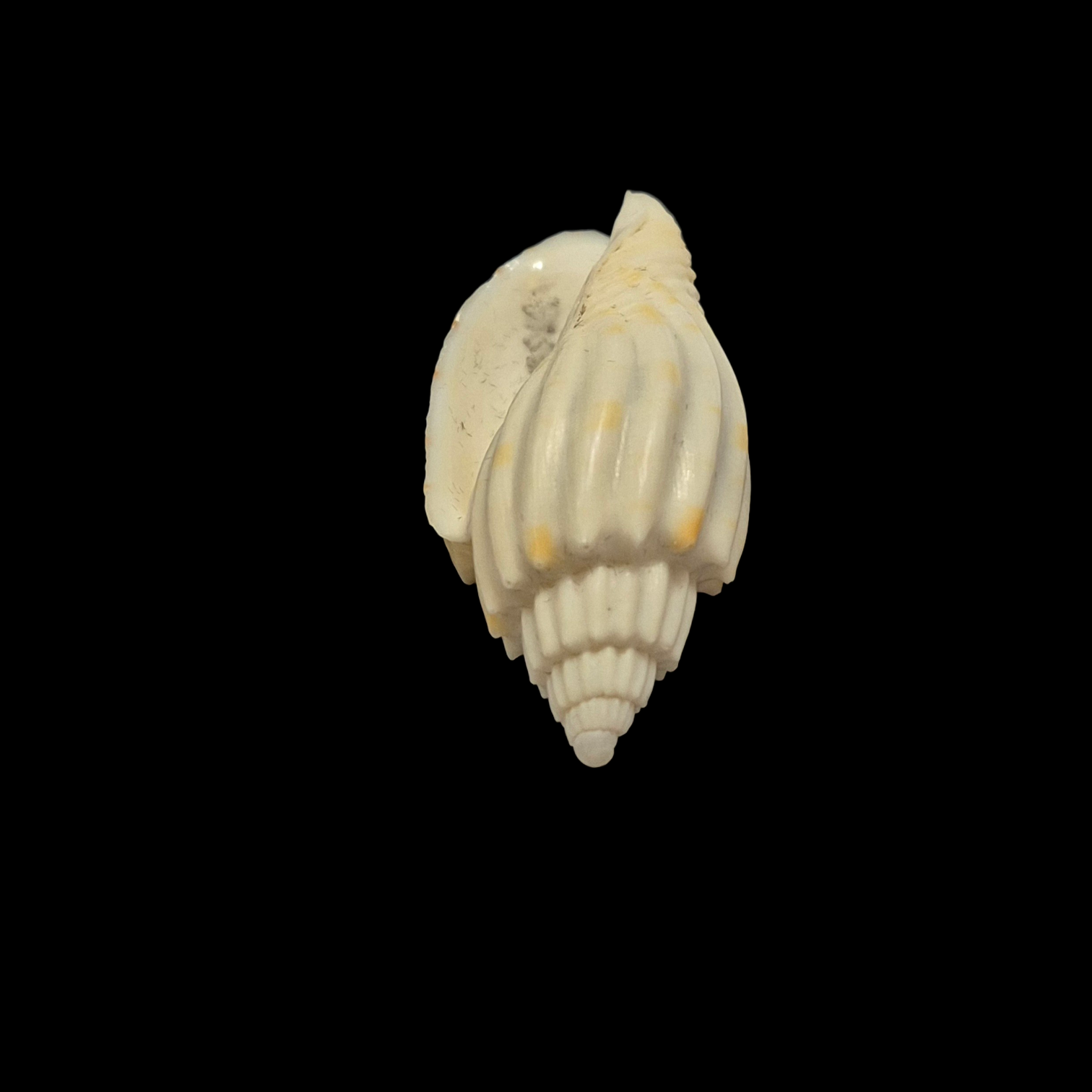 BC393 Lyria anna - RARELY OFFERED - Image 5