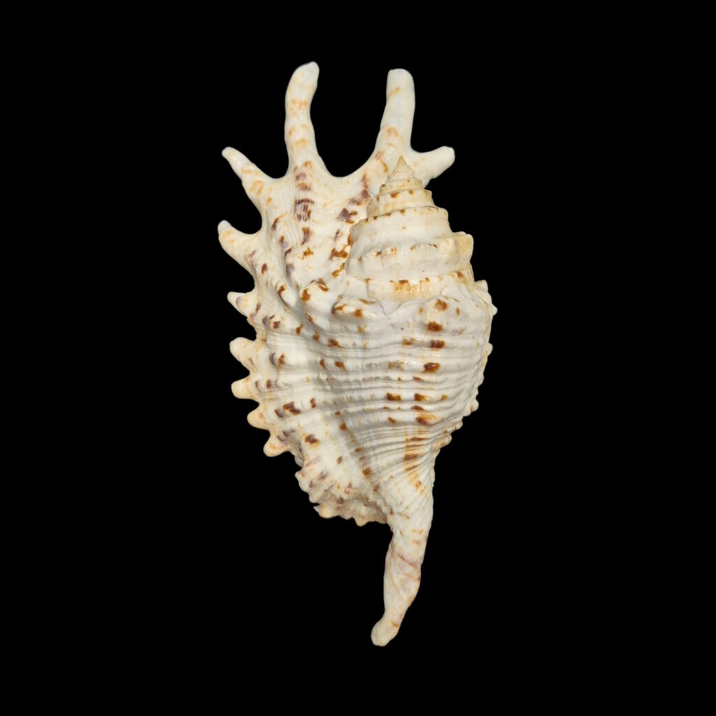 BC177 Ophioglossolambis violacea
