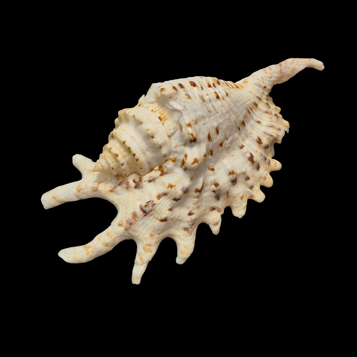 BC177 Ophioglossolambis violacea - Image 3