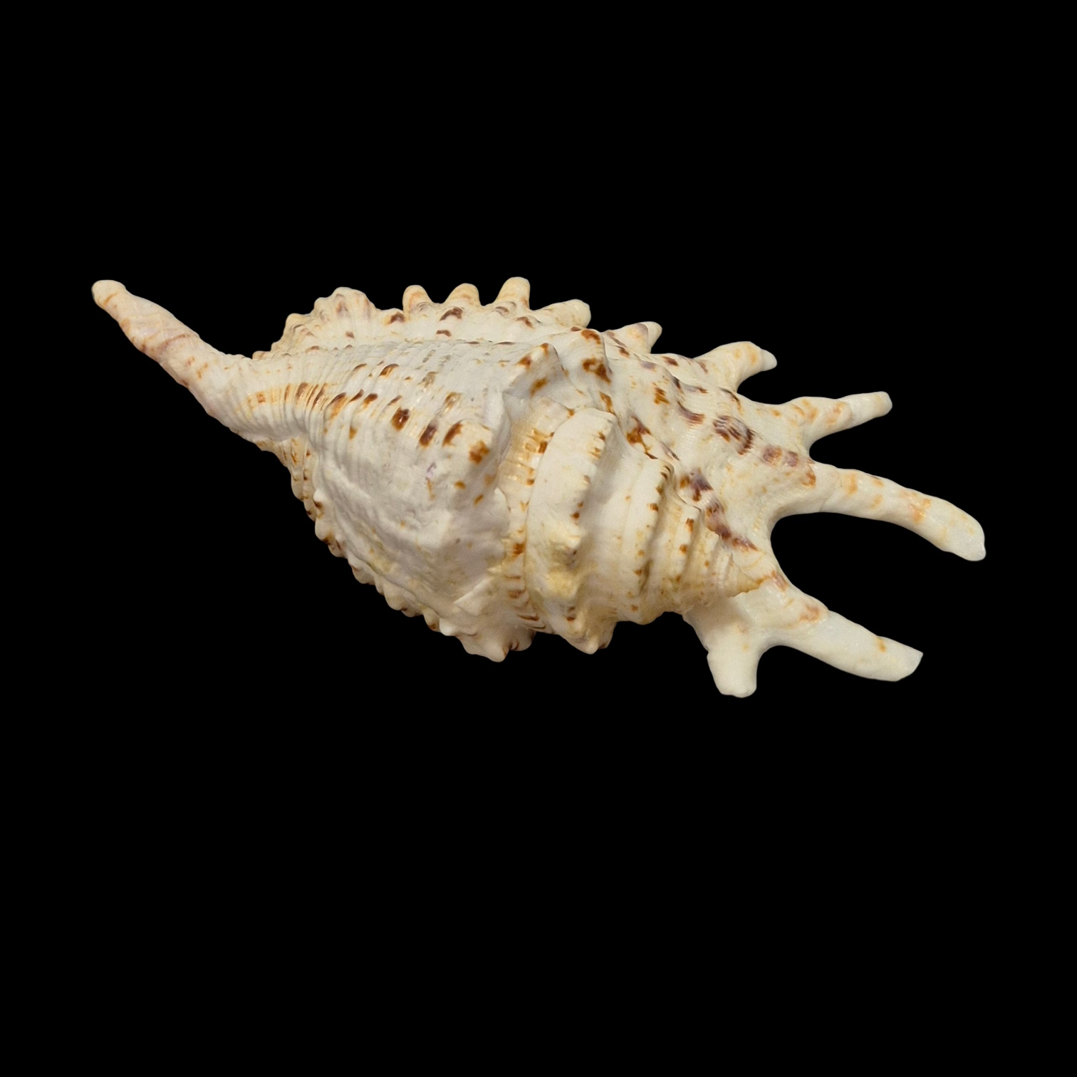 BC177 Ophioglossolambis violacea - Image 5