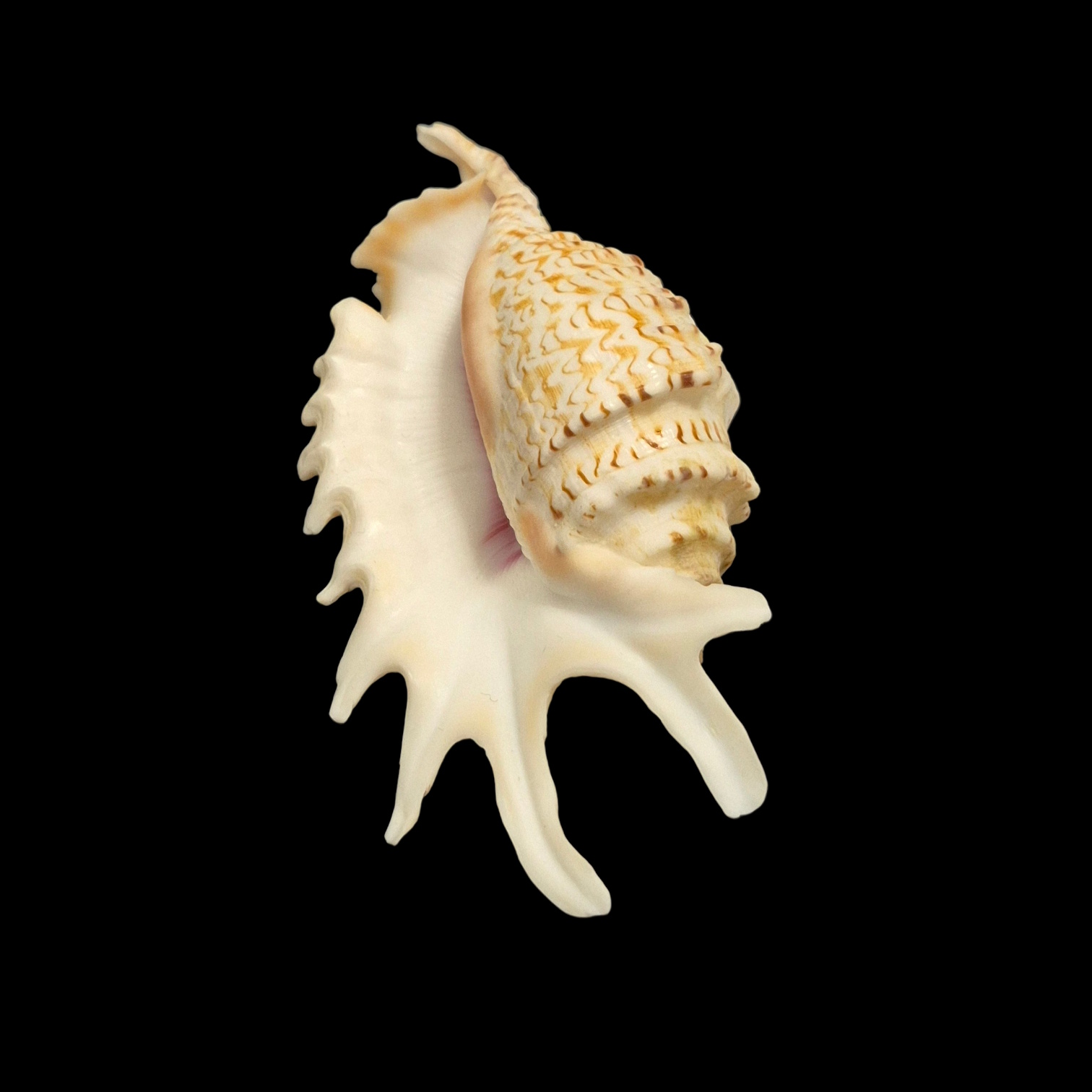 BC177 Ophioglossolambis violacea - Image 4