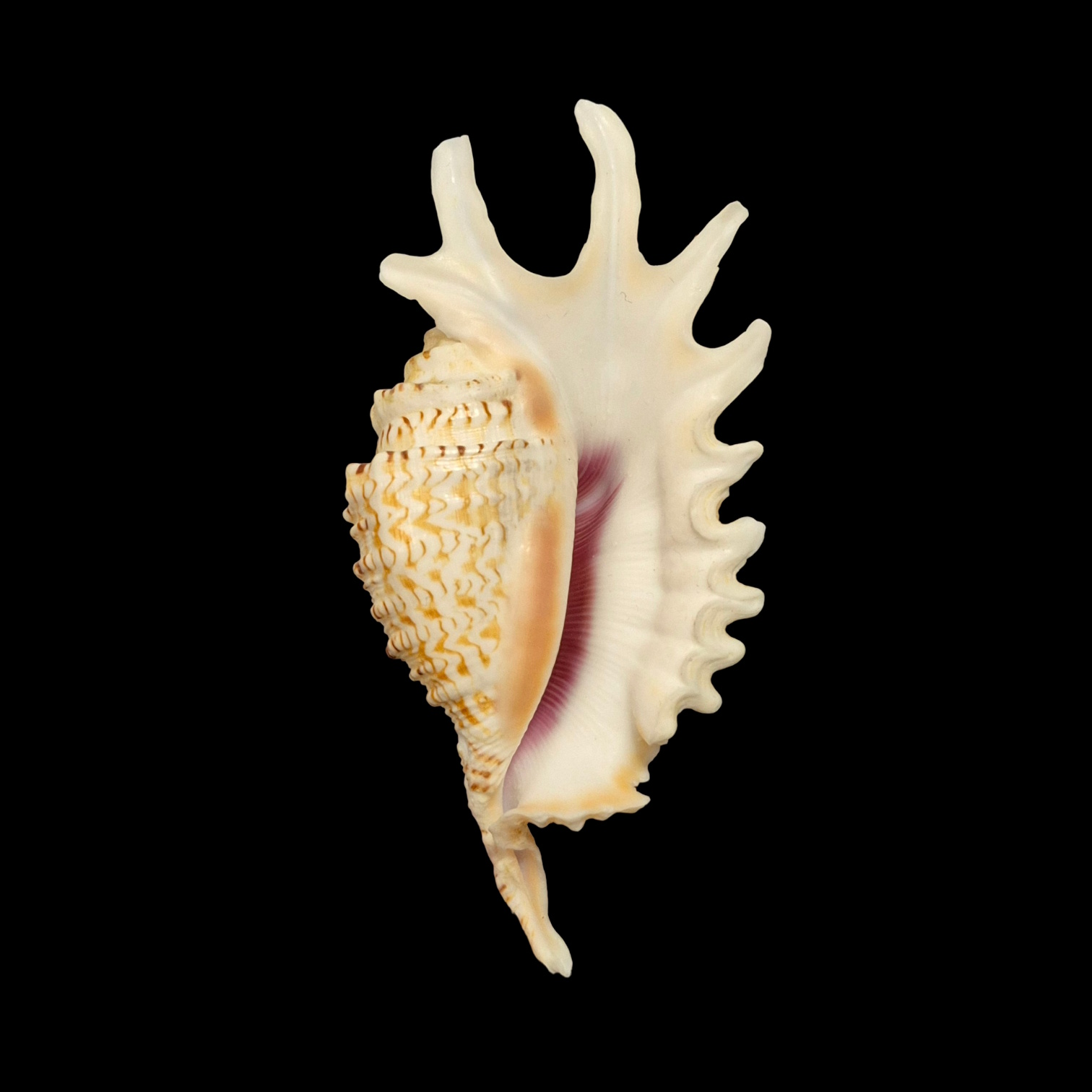 BC177 Ophioglossolambis violacea - Image 2