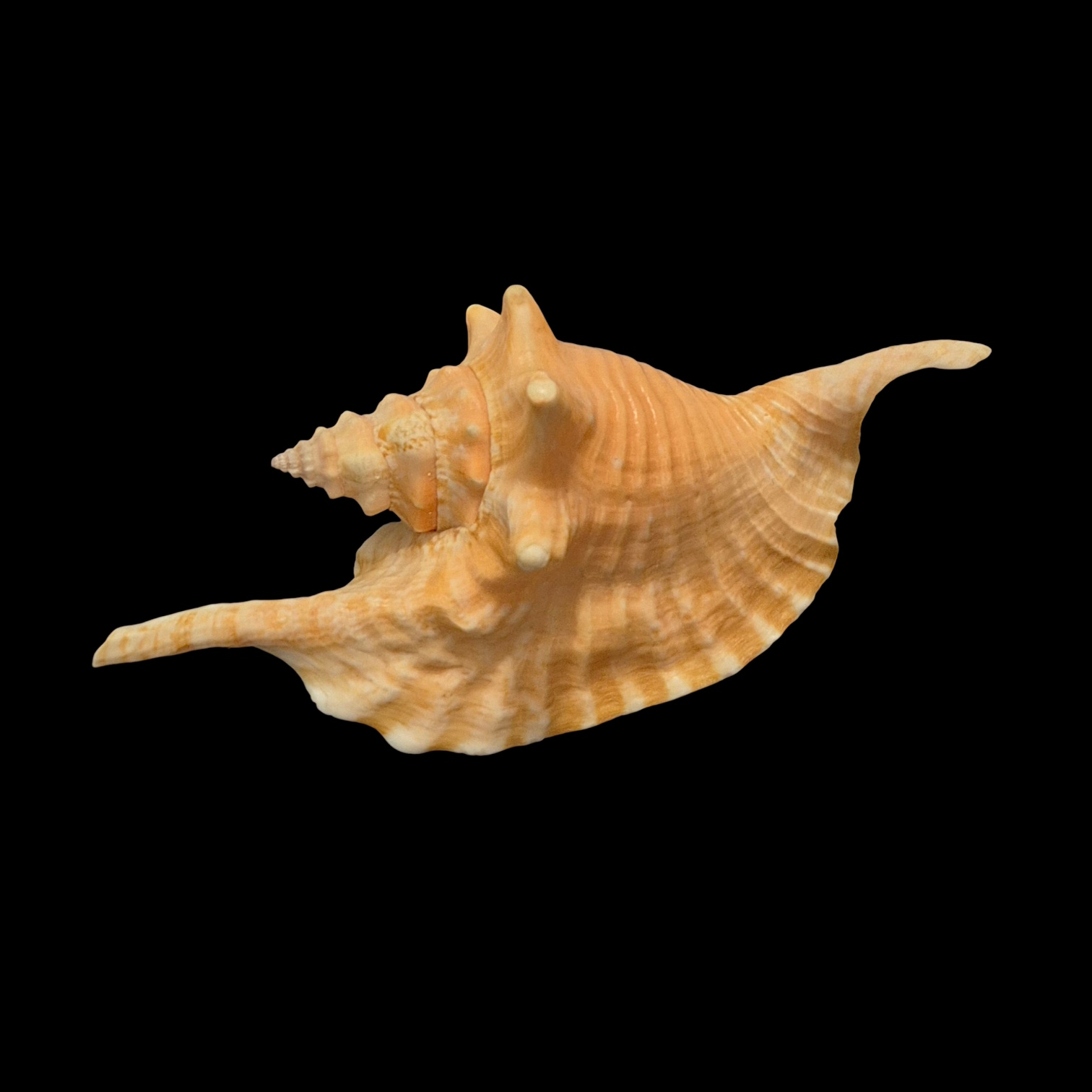 BC168 Aliger gallus w/o - PINK PATTERN - Image 3
