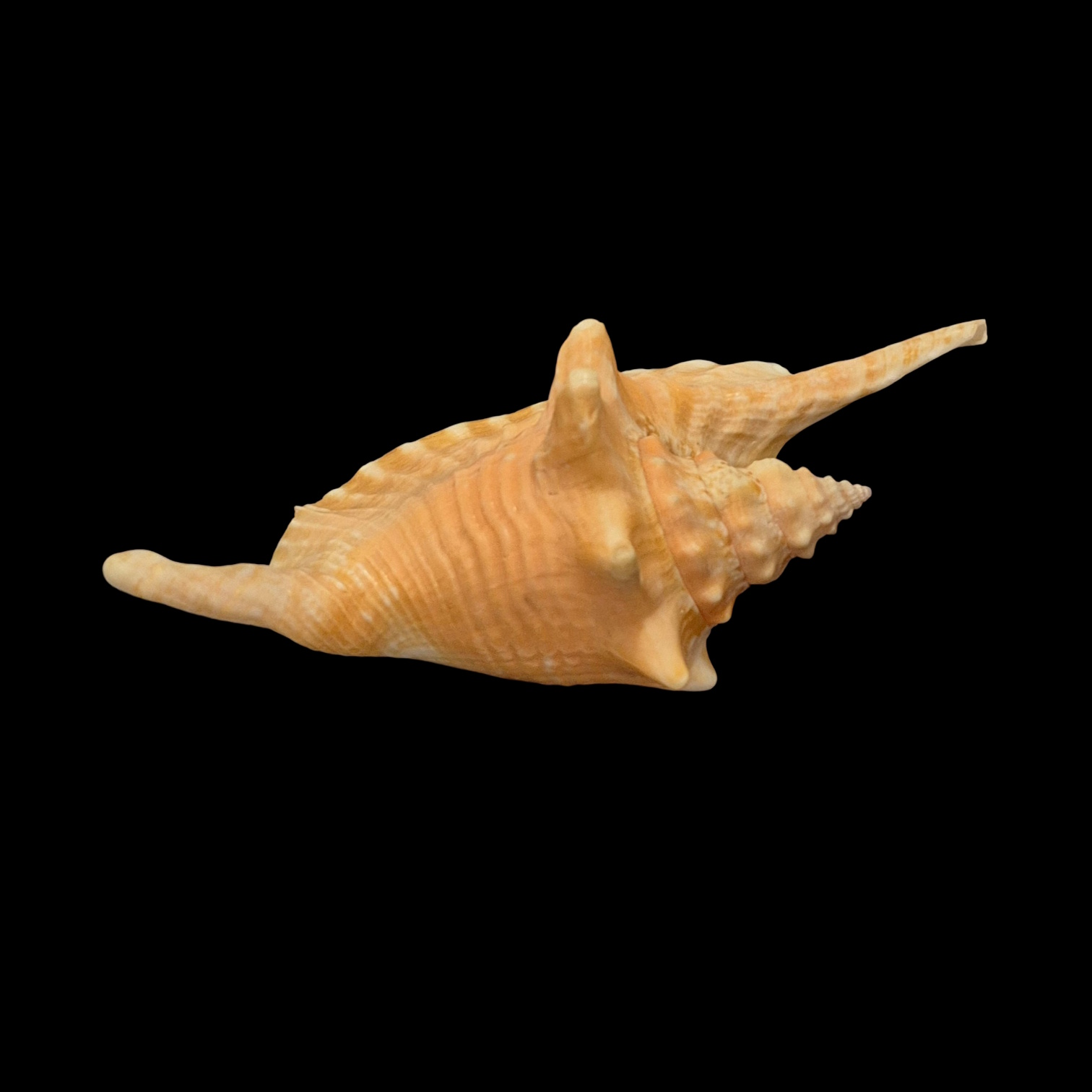 BC168 Aliger gallus w/o - PINK PATTERN - Image 5