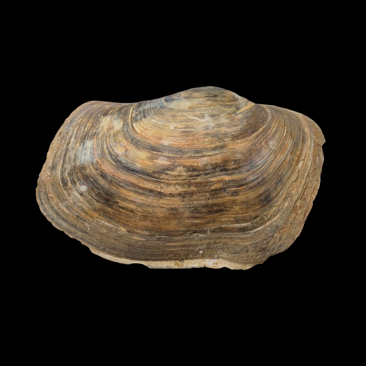 BC187 Panopea glycimeris - Image 3