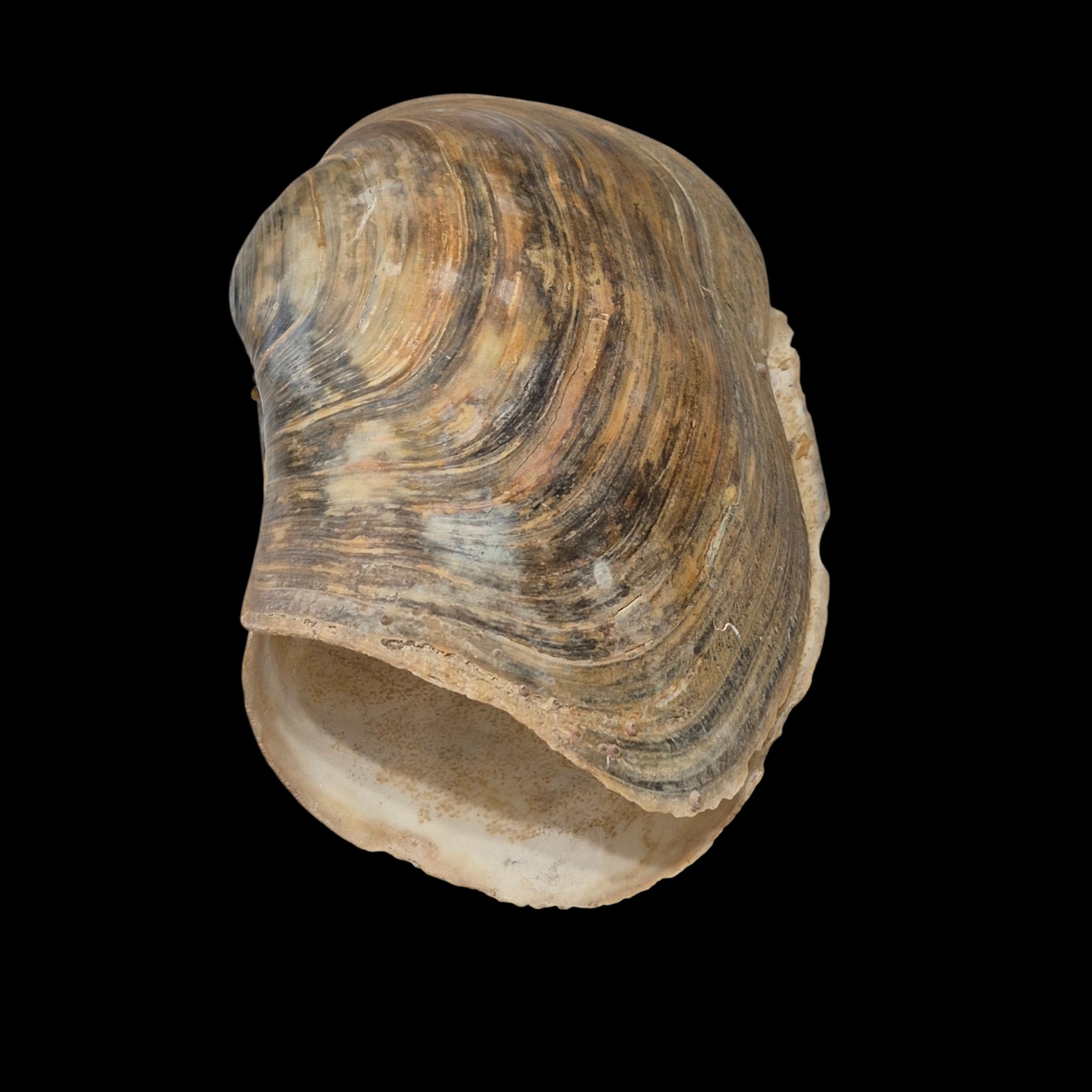 BC187 Panopea glycimeris - Image 2