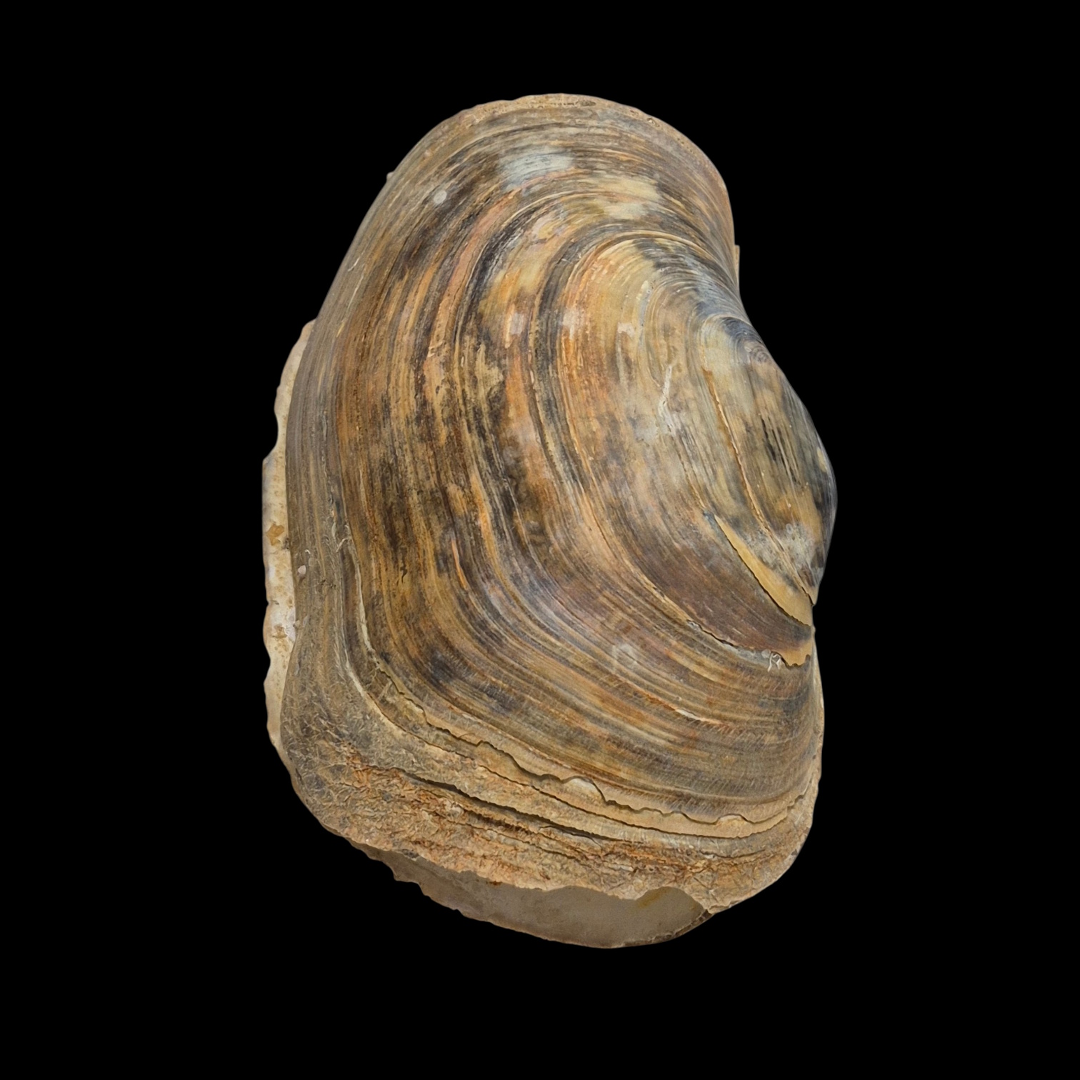 BC187 Panopea glycimeris - Image 4