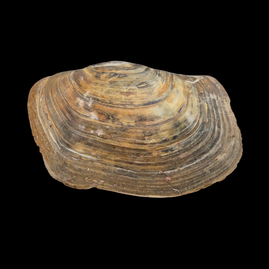 BC187 Panopea glycimeris