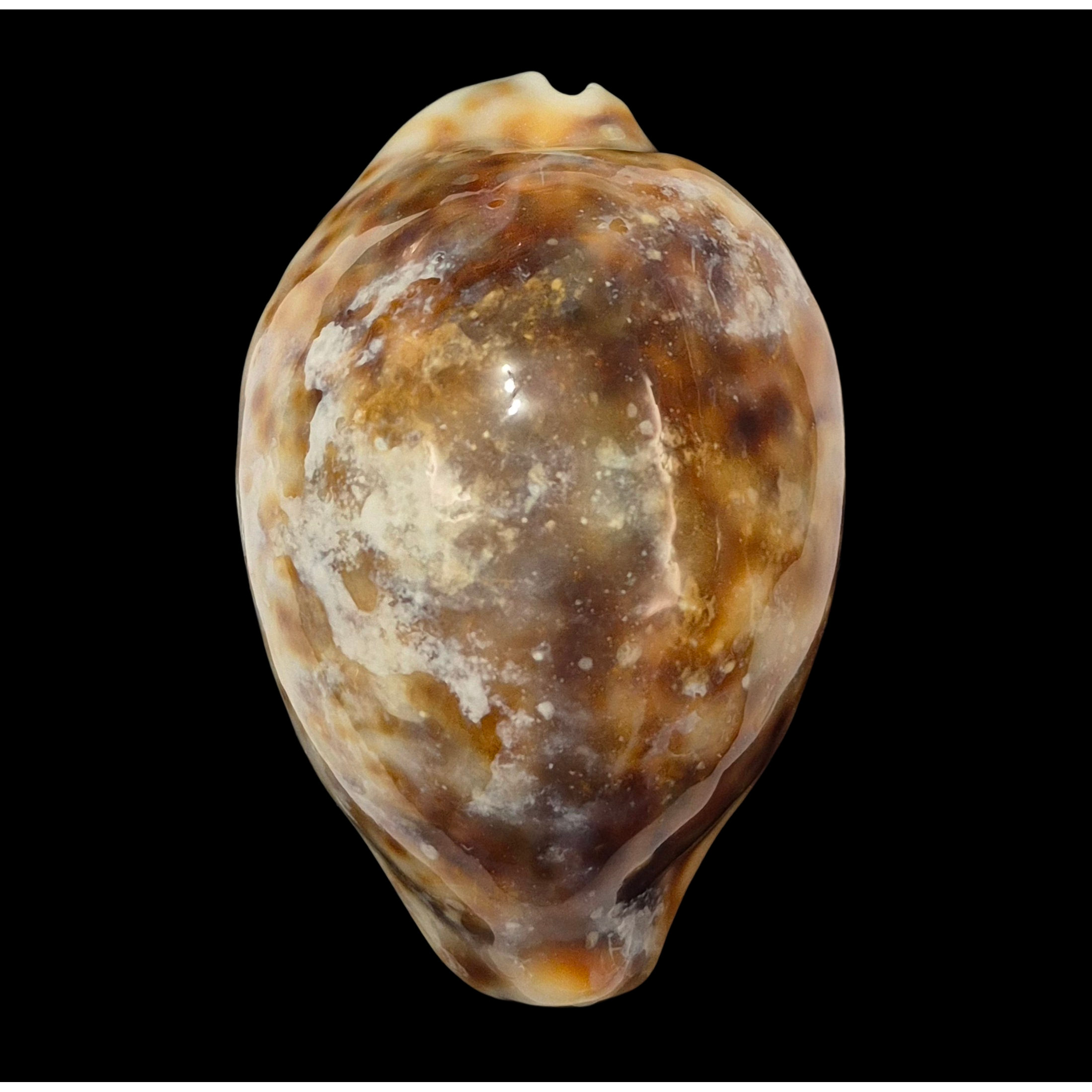 BC369 Cypraea tigris - ROSTRATE