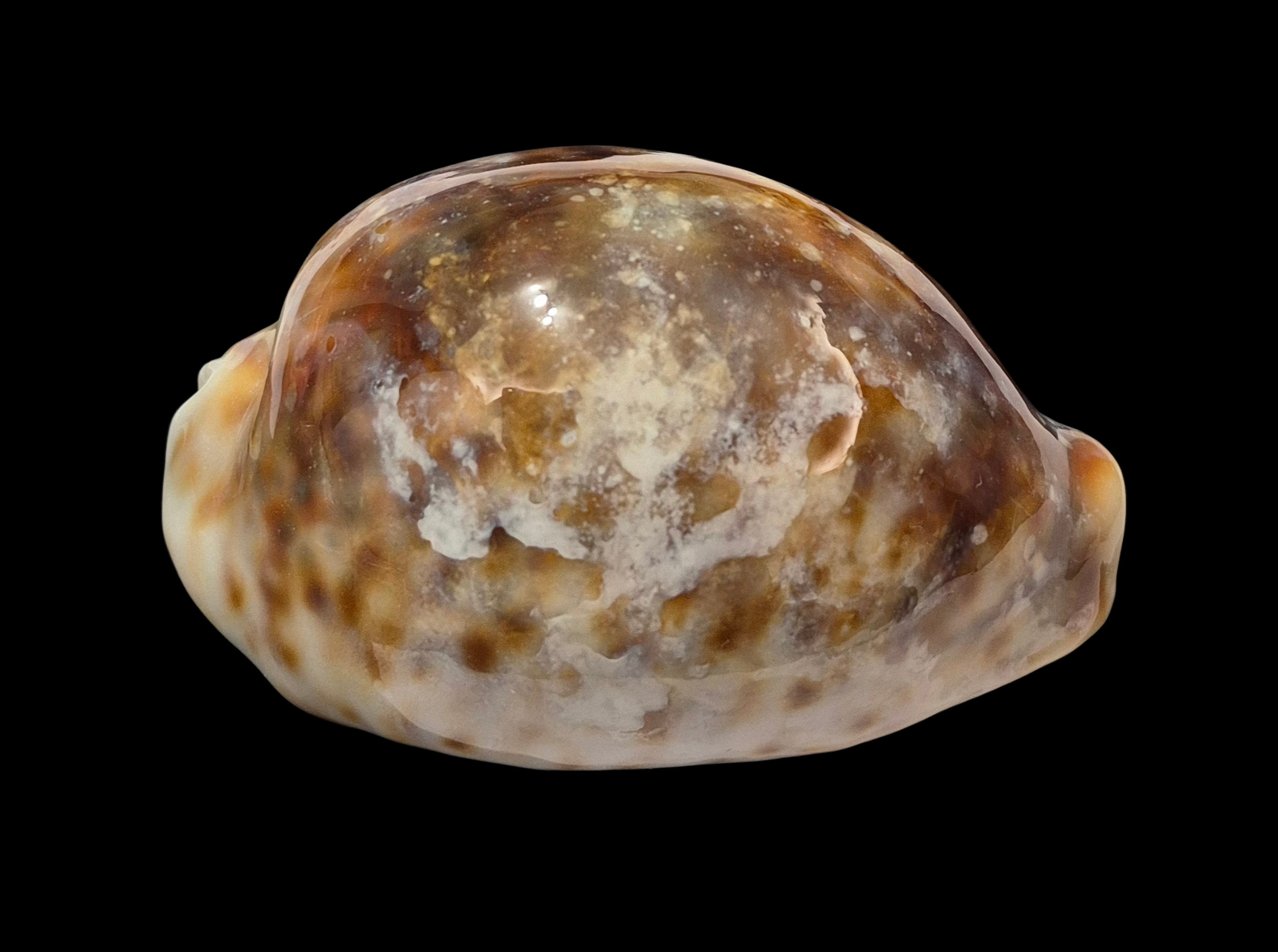 BC369 Cypraea tigris - ROSTRATE - Image 2