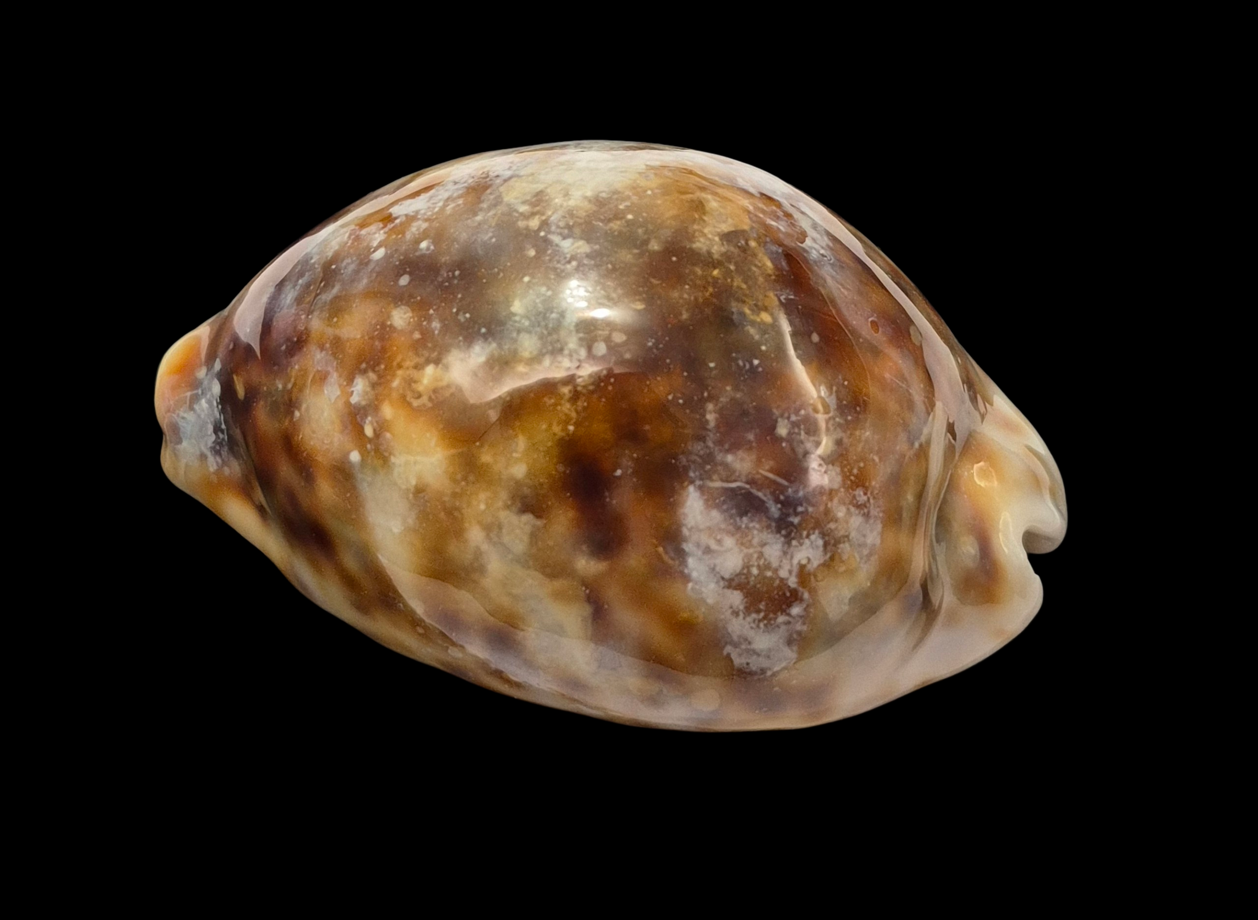 BC369 Cypraea tigris - ROSTRATE - Image 3