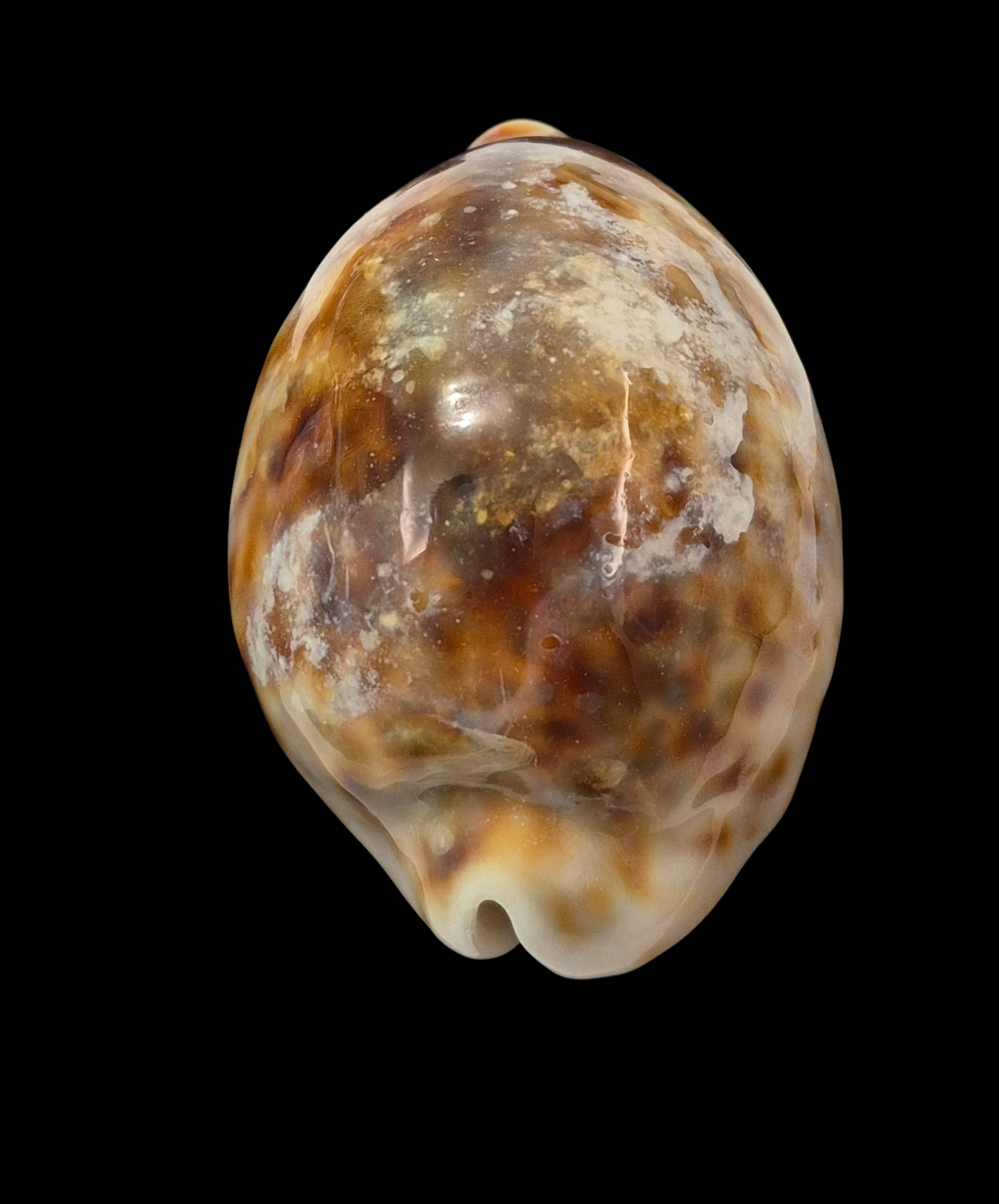 BC369 Cypraea tigris - ROSTRATE - Image 4