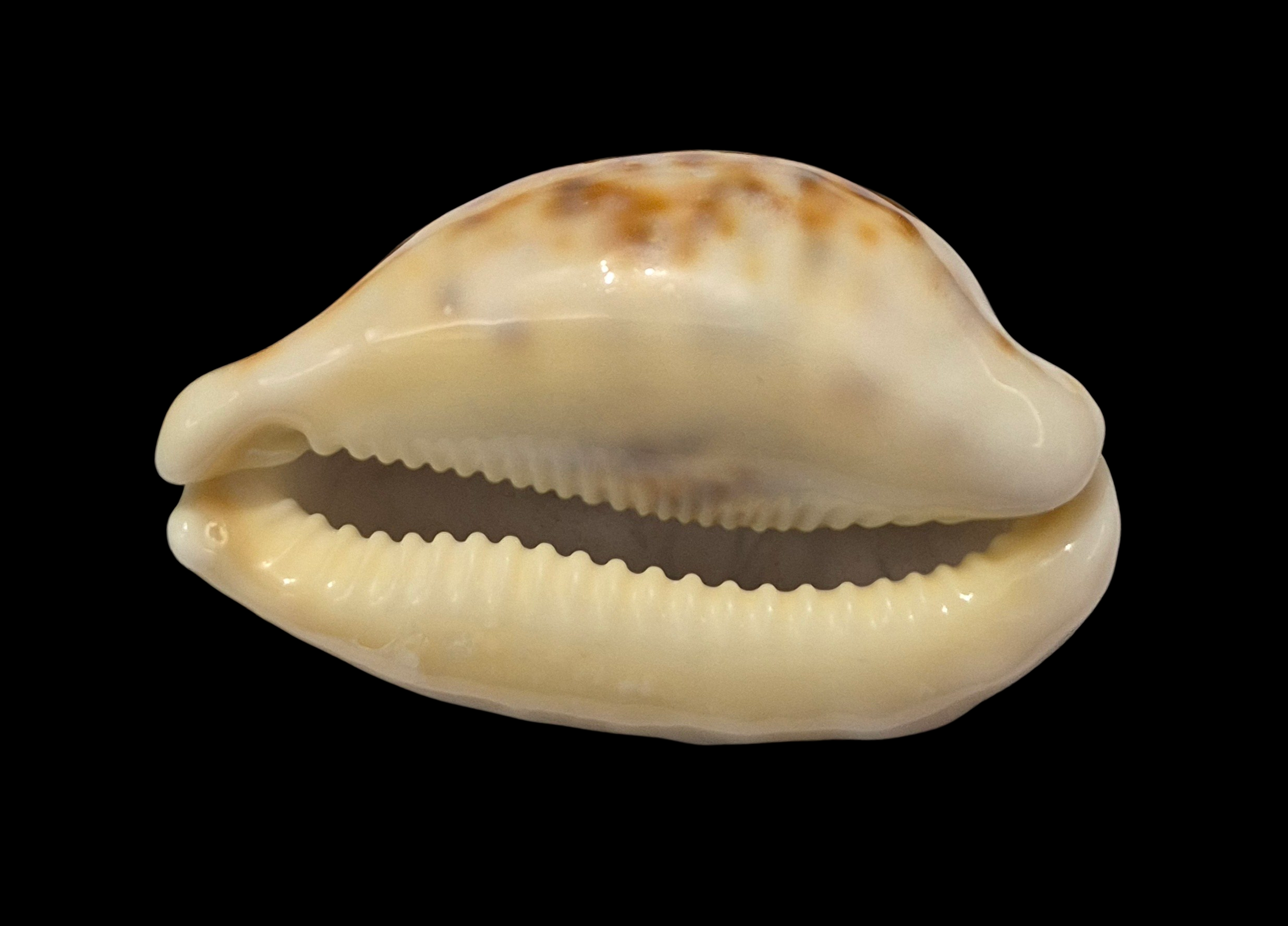 BC369 Cypraea tigris - ROSTRATE - Image 5