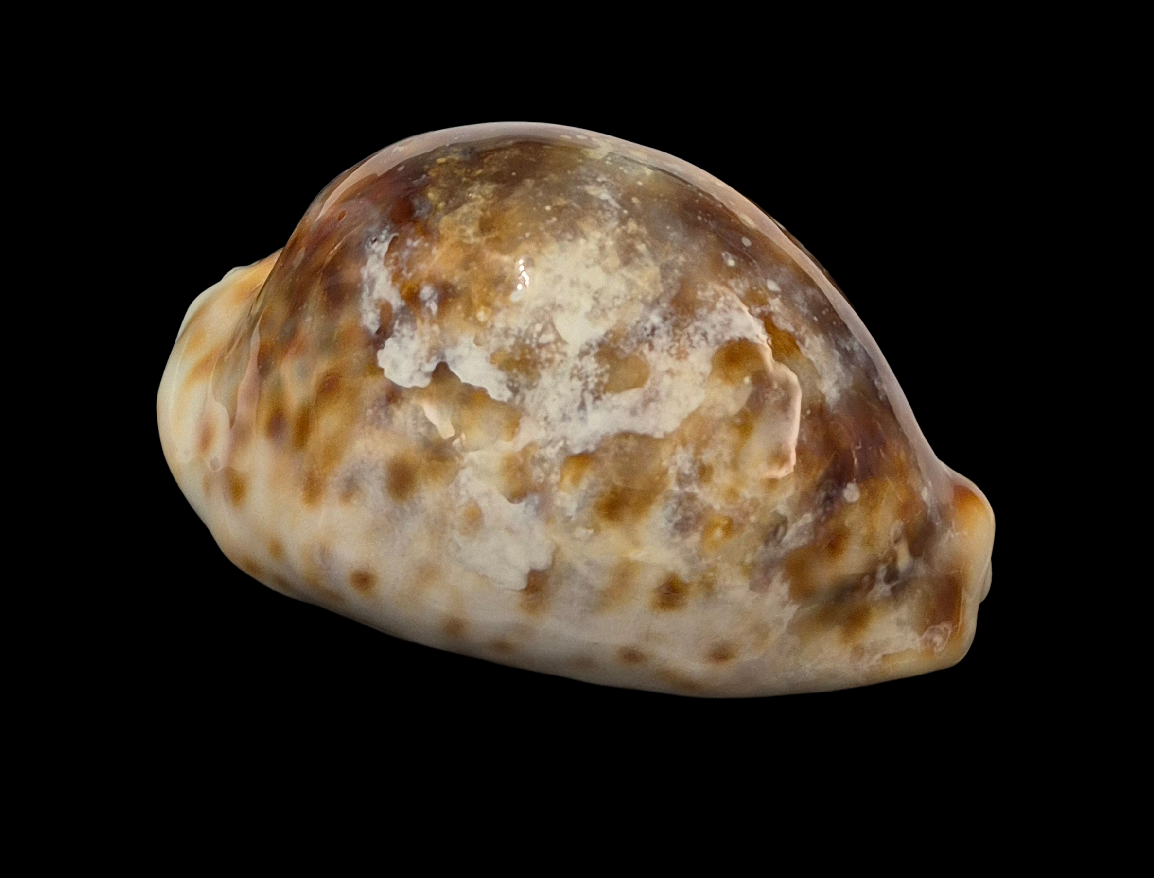 BC369 Cypraea tigris - ROSTRATE - Image 6