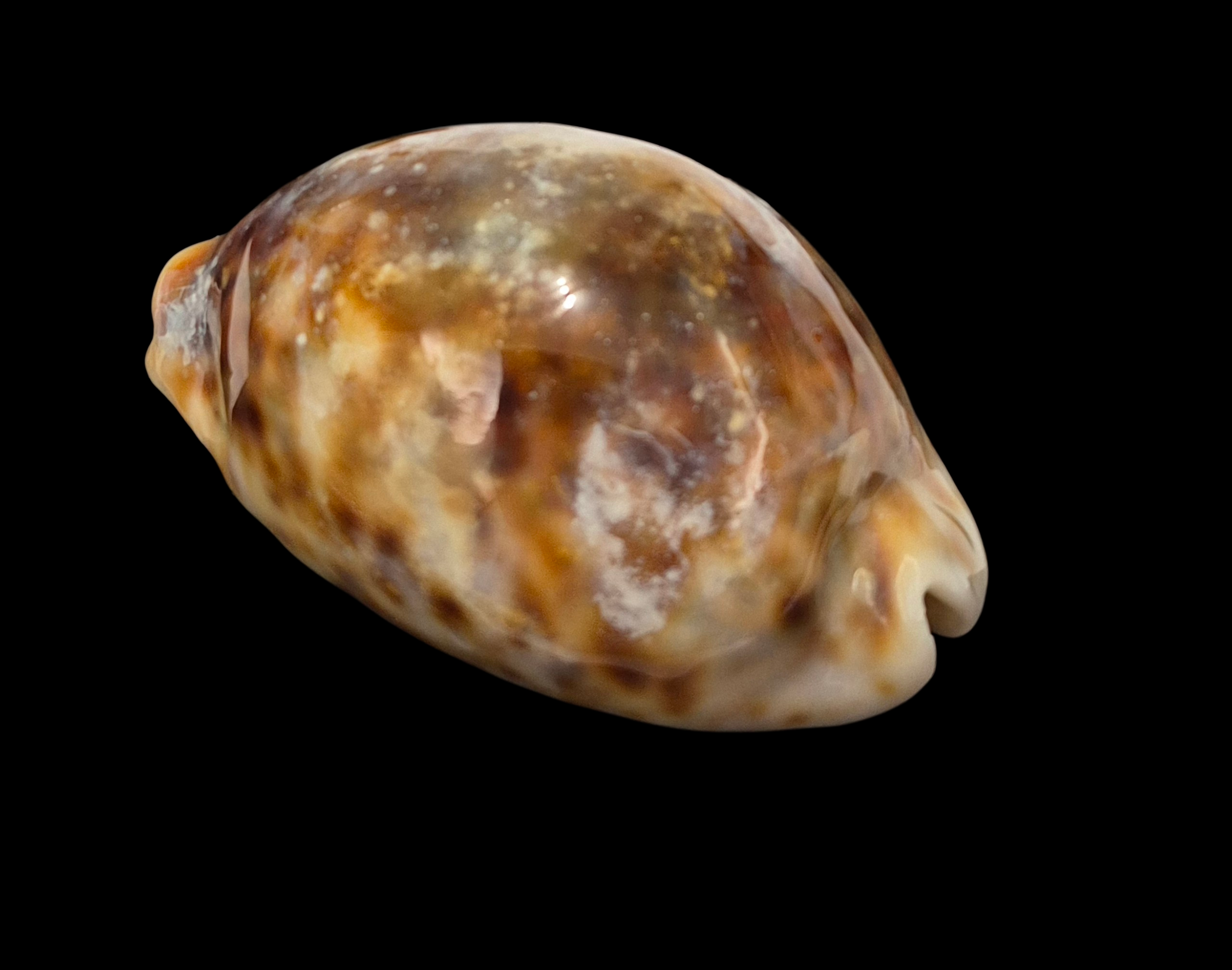 BC369 Cypraea tigris - ROSTRATE - Image 7
