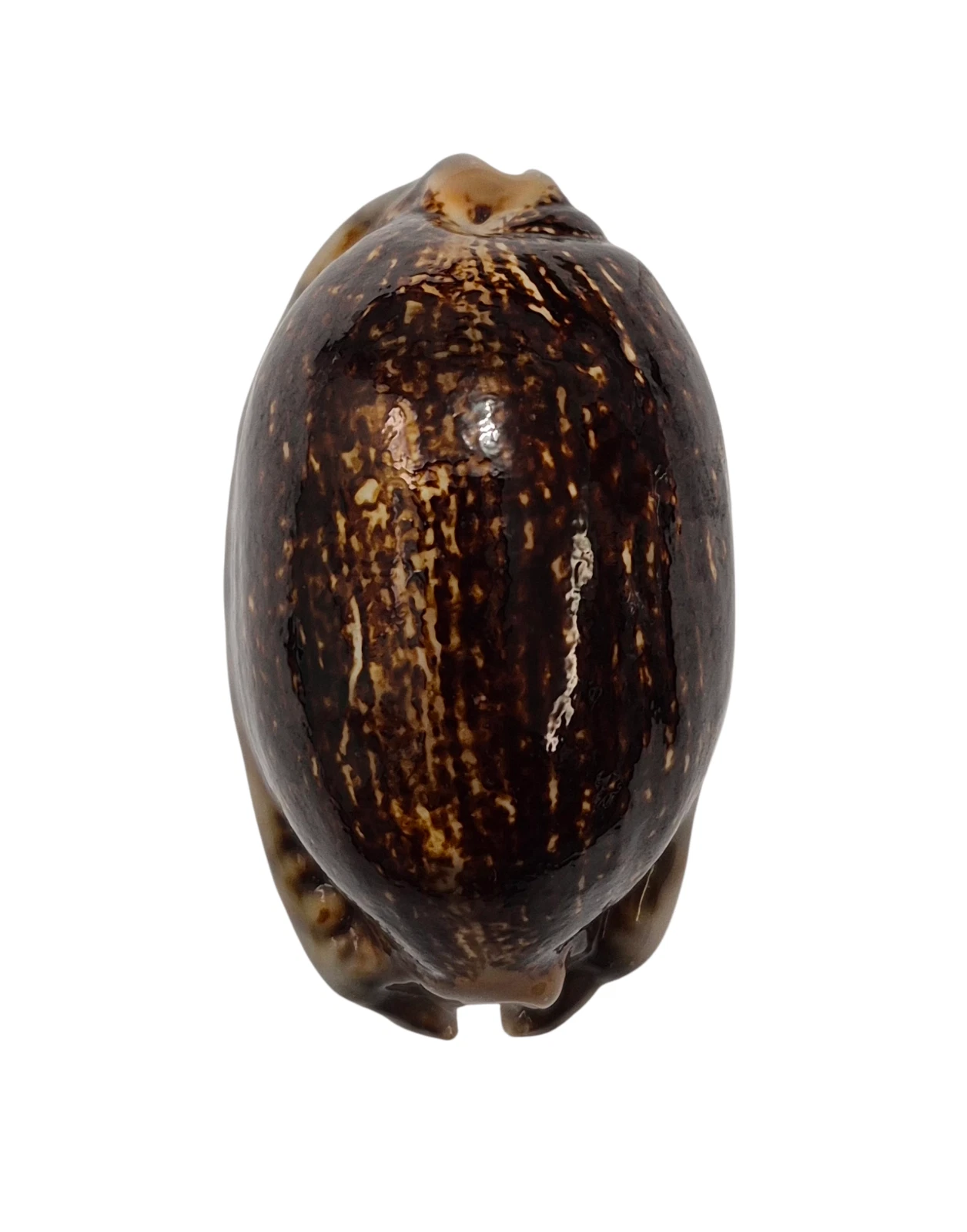 BC037 Mauritia arabica - LARGE and MELANISTIC - Image 2