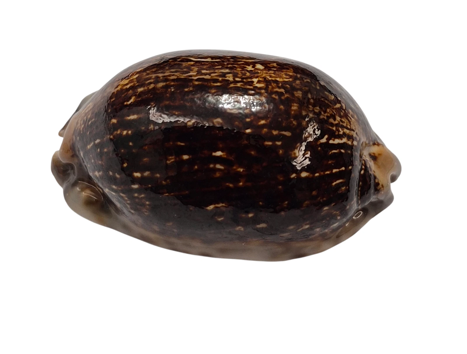 BC037 Mauritia arabica - LARGE and MELANISTIC - Image 3