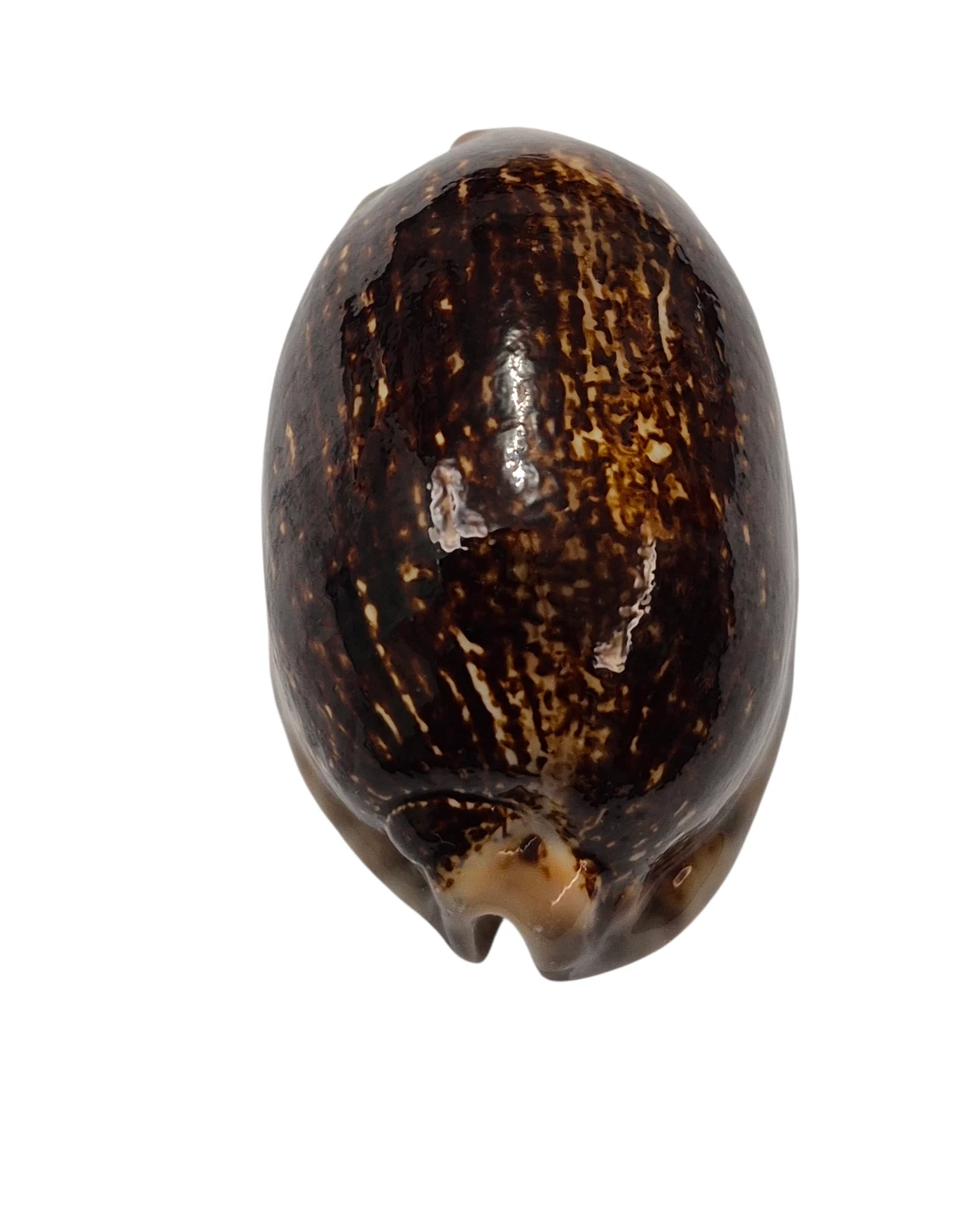 BC037 Mauritia arabica - LARGE and MELANISTIC - Image 4
