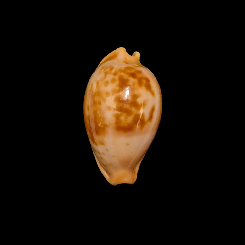 BC165 Propustularia surinamensis - BIG SIZE