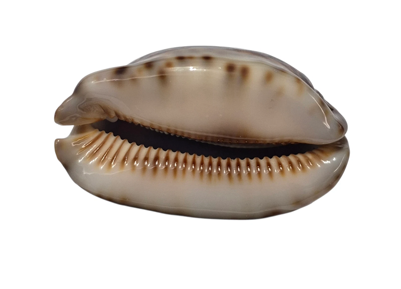 BC037 Mauritia arabica - LARGE and MELANISTIC - Image 5