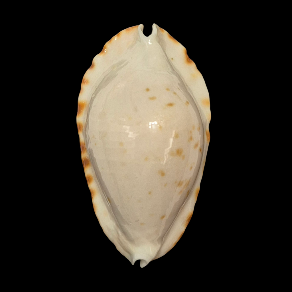 BC216 Zoila ketyana f. bataviensis - HUGE and HEAVY