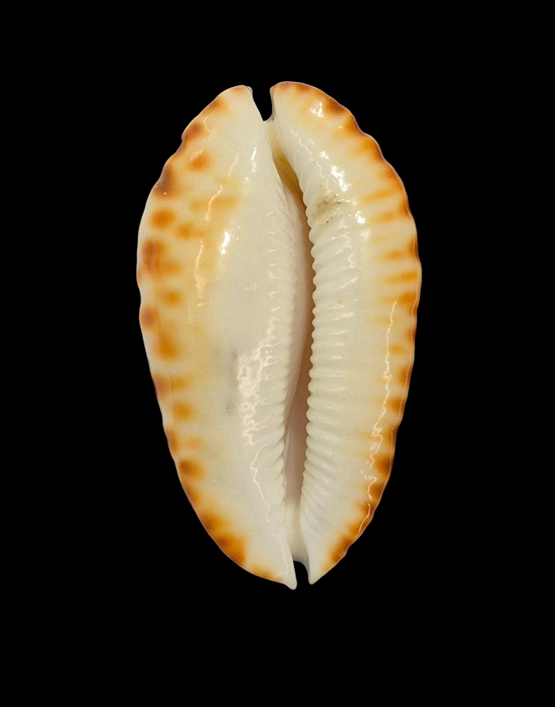 BC216 Zoila ketyana f. bataviensis - HUGE and HEAVY - Image 2