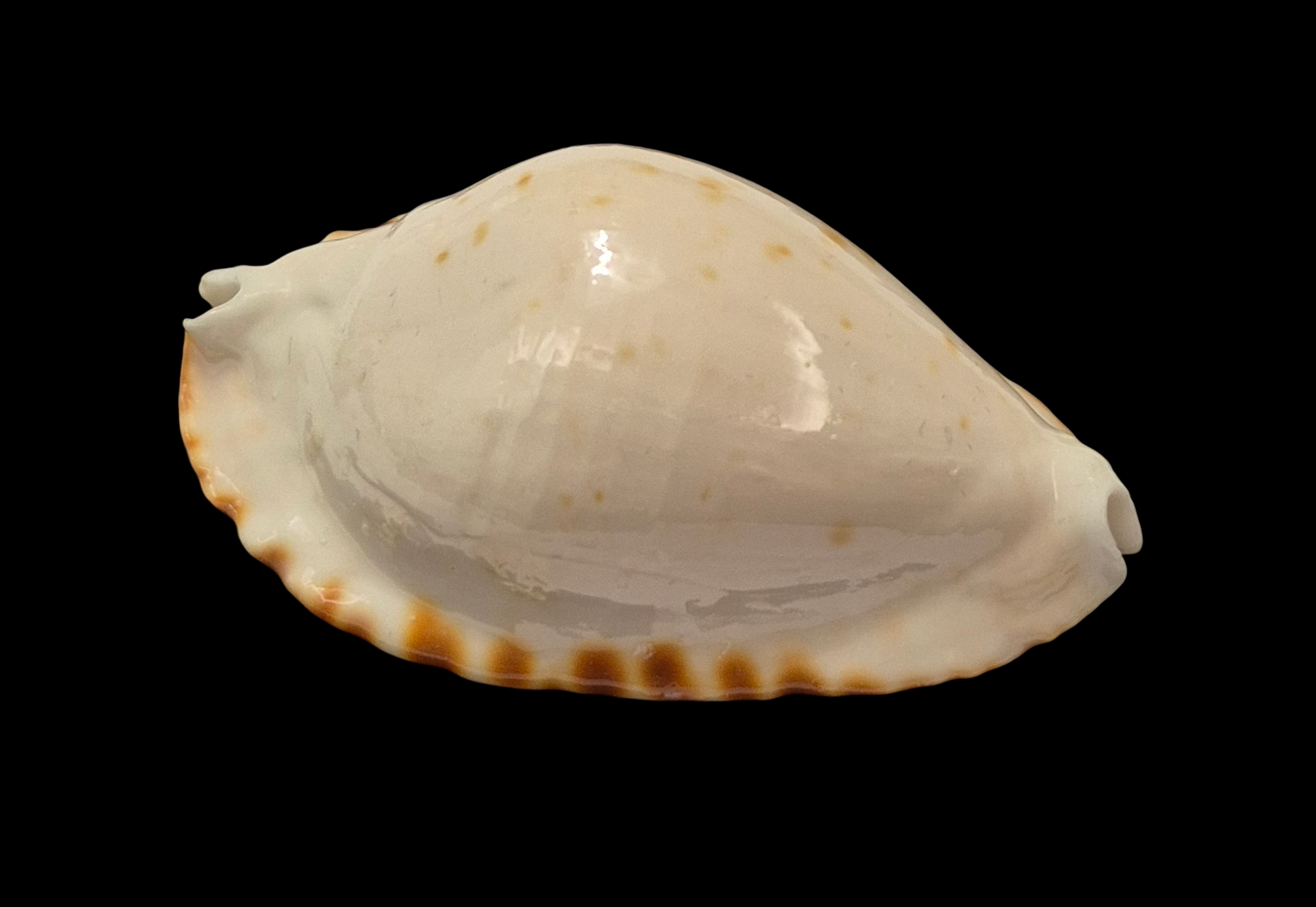 BC216 Zoila ketyana f. bataviensis - HUGE and HEAVY - Image 3