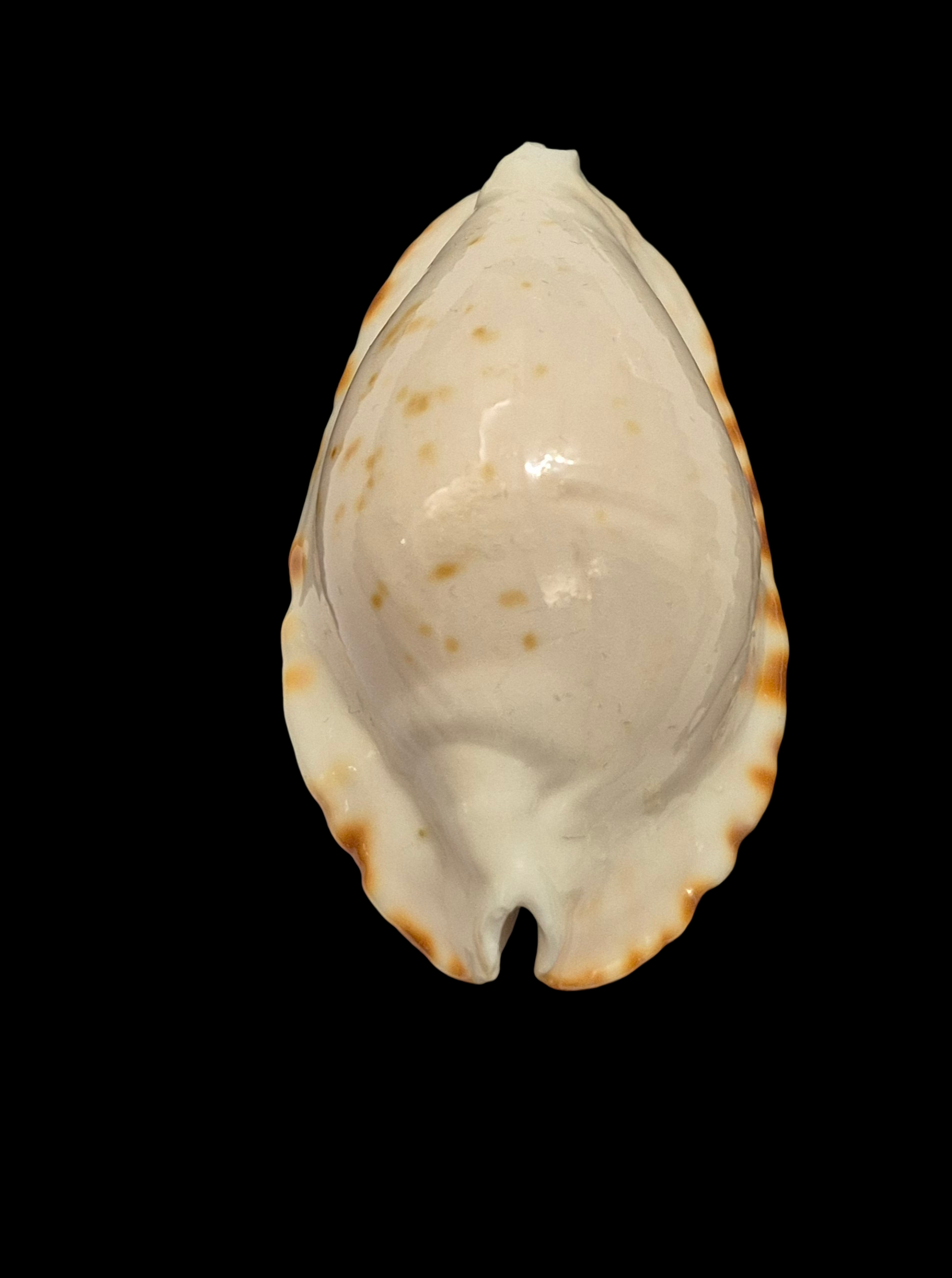 BC216 Zoila ketyana f. bataviensis - HUGE and HEAVY - Image 5