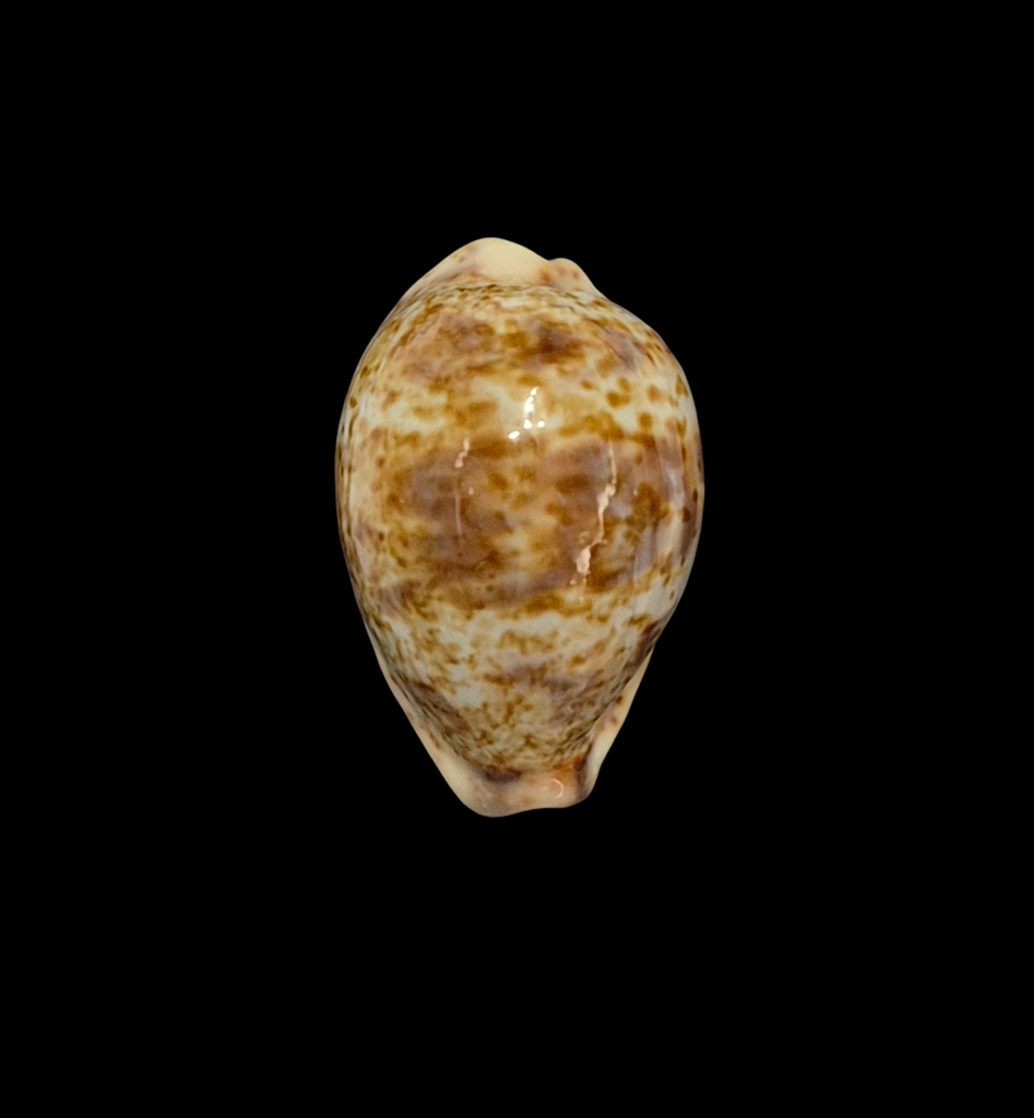 BC085 Palmadusta lentiginosa f. buharensis