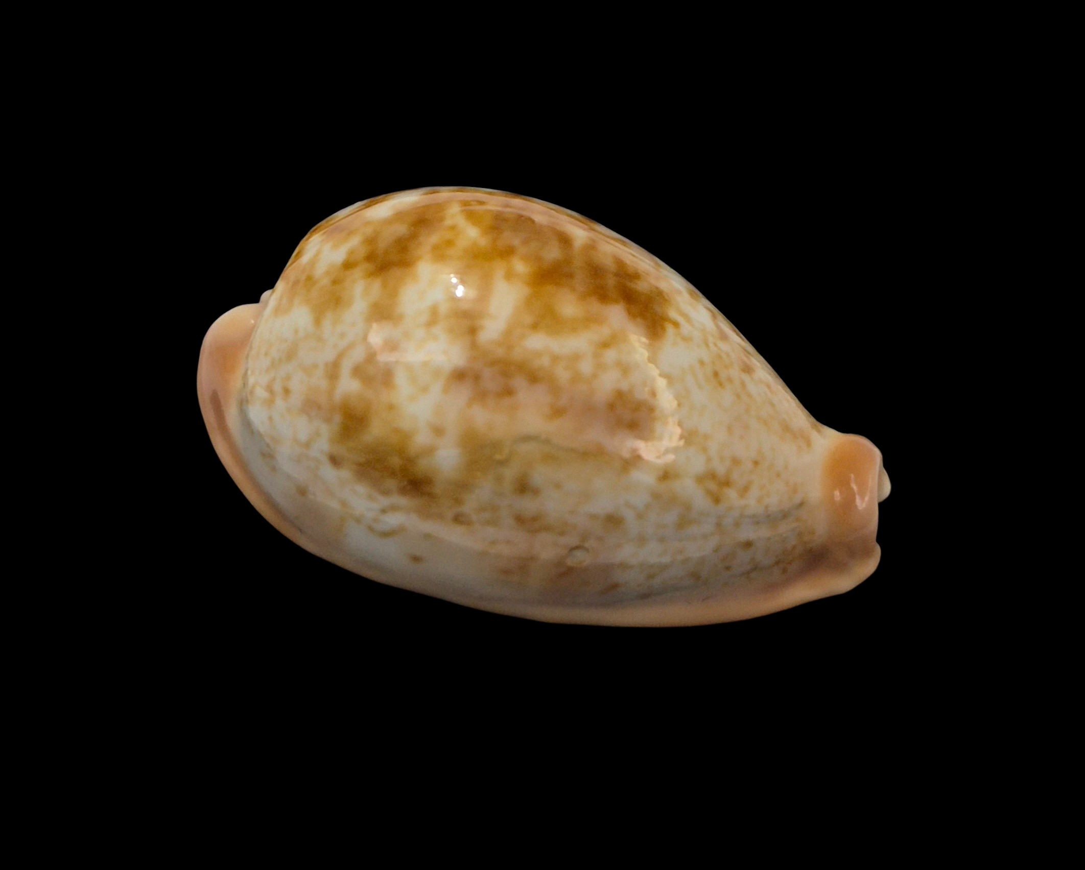 BC114 Erronea subviridis f. anceyi - TOP QUALITY - Image 2