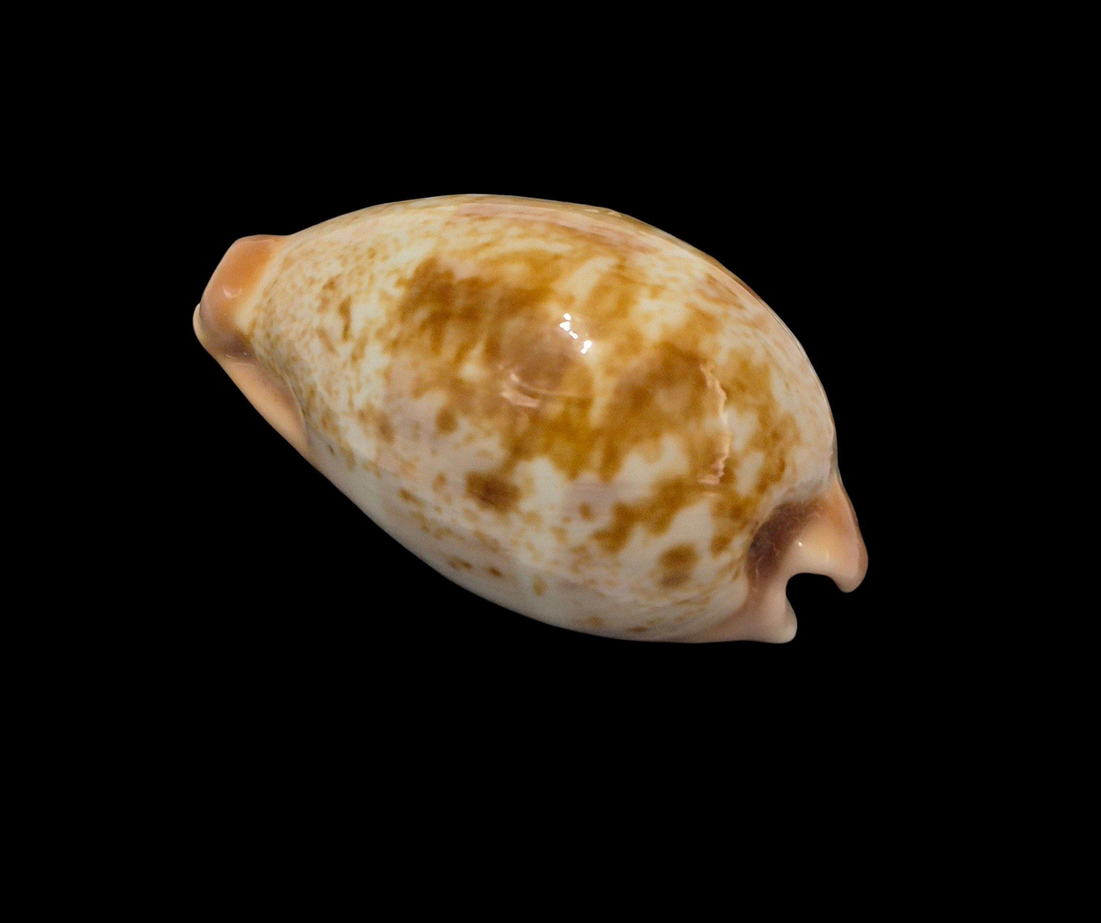 BC114 Erronea subviridis f. anceyi - TOP QUALITY - Image 3