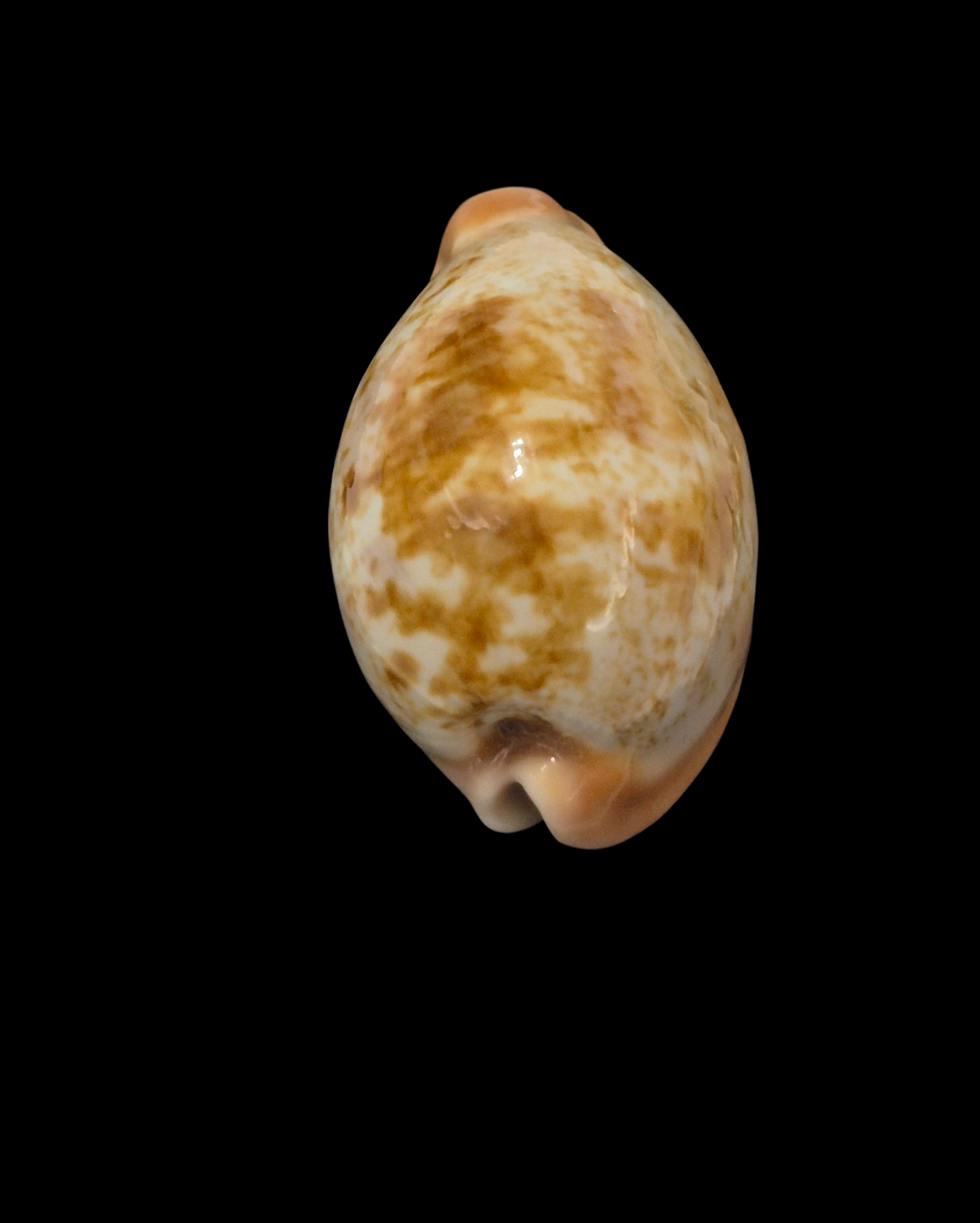 BC114 Erronea subviridis f. anceyi - TOP QUALITY - Image 4