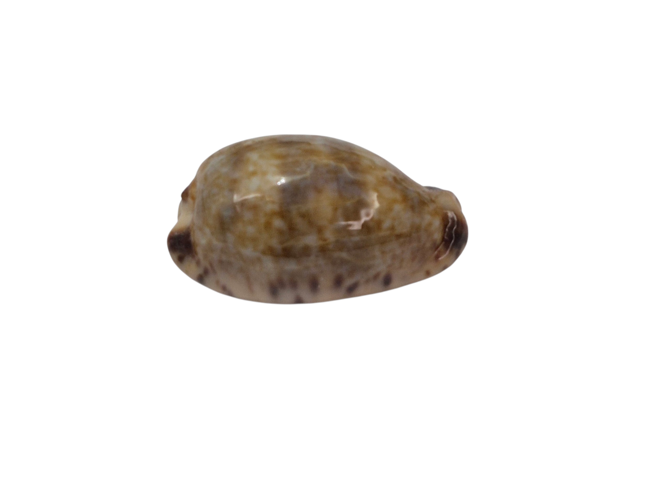 BC131 Pseudozonaria nigropunctata - DWARF - Image 3