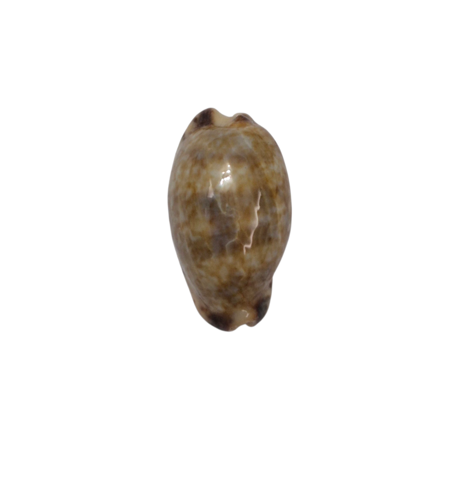 BC131 Pseudozonaria nigropunctata - DWARF