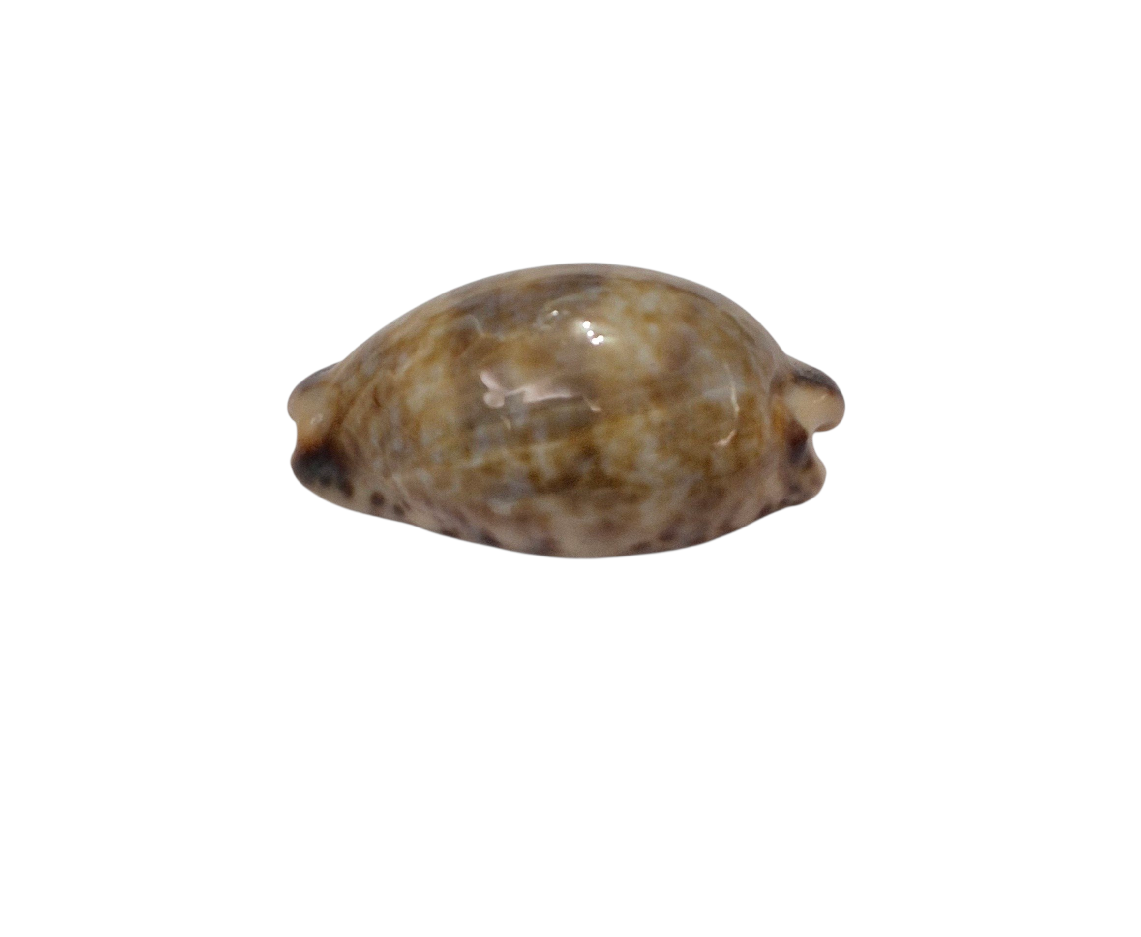 BC131 Pseudozonaria nigropunctata - DWARF - Image 4